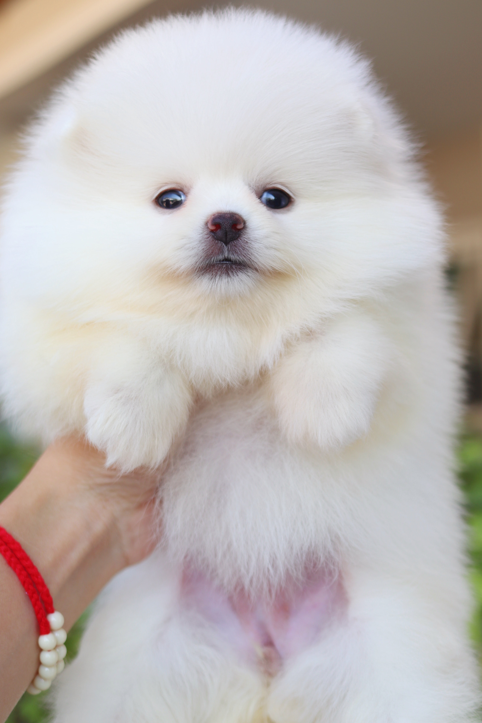 ปอมเมอเรเนียน เพศเมียสีขาวครีม