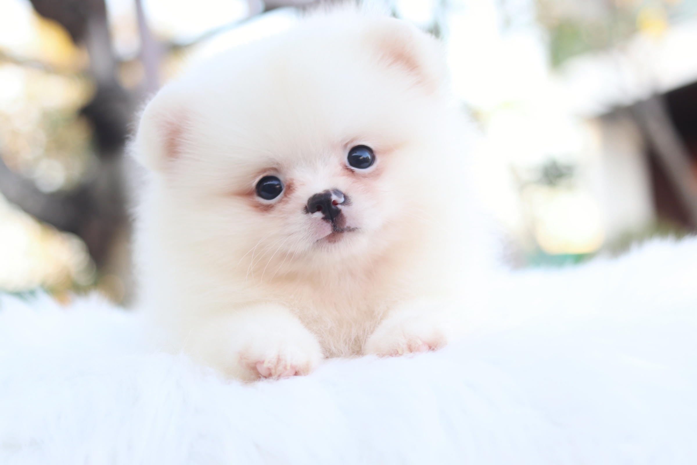 ปอมเมอเรเนียน เพศผู้ สีขาวครีม ไซส์เล็ก