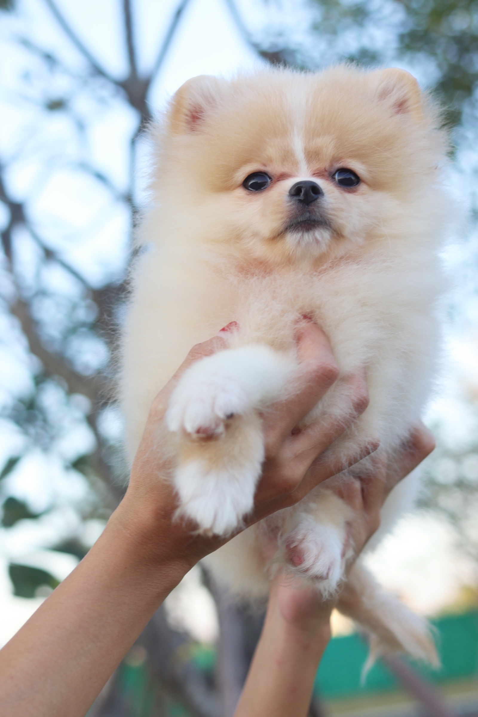 ปอมเมอเรเนียน เพศเมียสีครีม