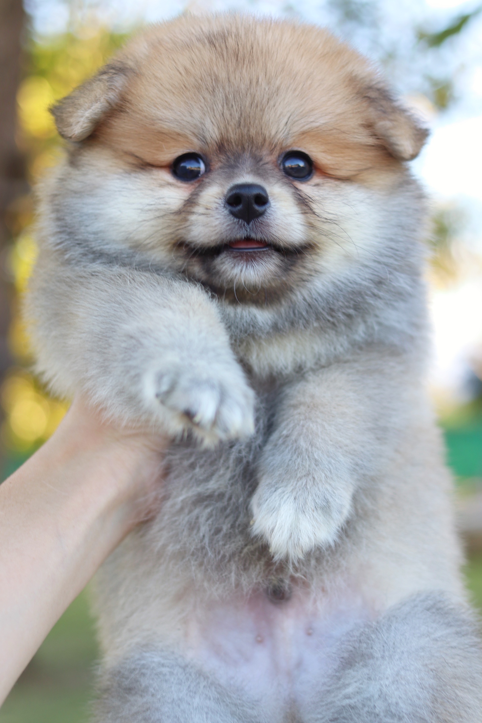 ปอมเมอเรเนียน เพศผู้ สีส้มเกรดเลี้ยงเล่น