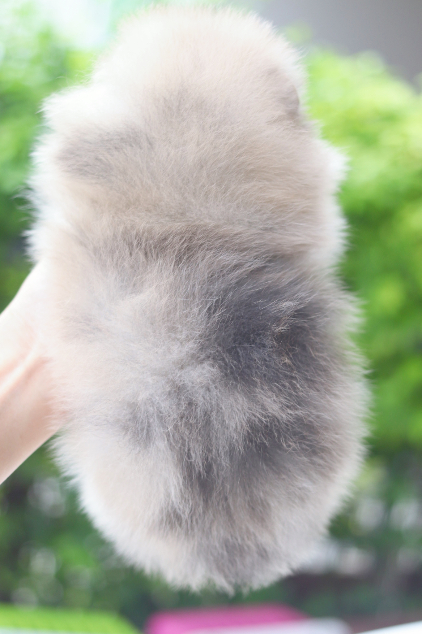 ปอมเมอเรเนียน เพศเมียสีส้ม เกรดโชว์