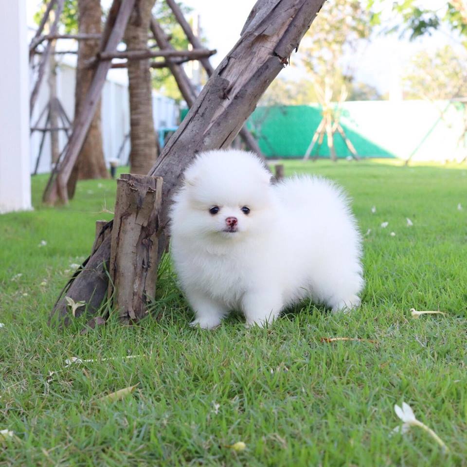 ปอมเมอเรเนียน เมีย