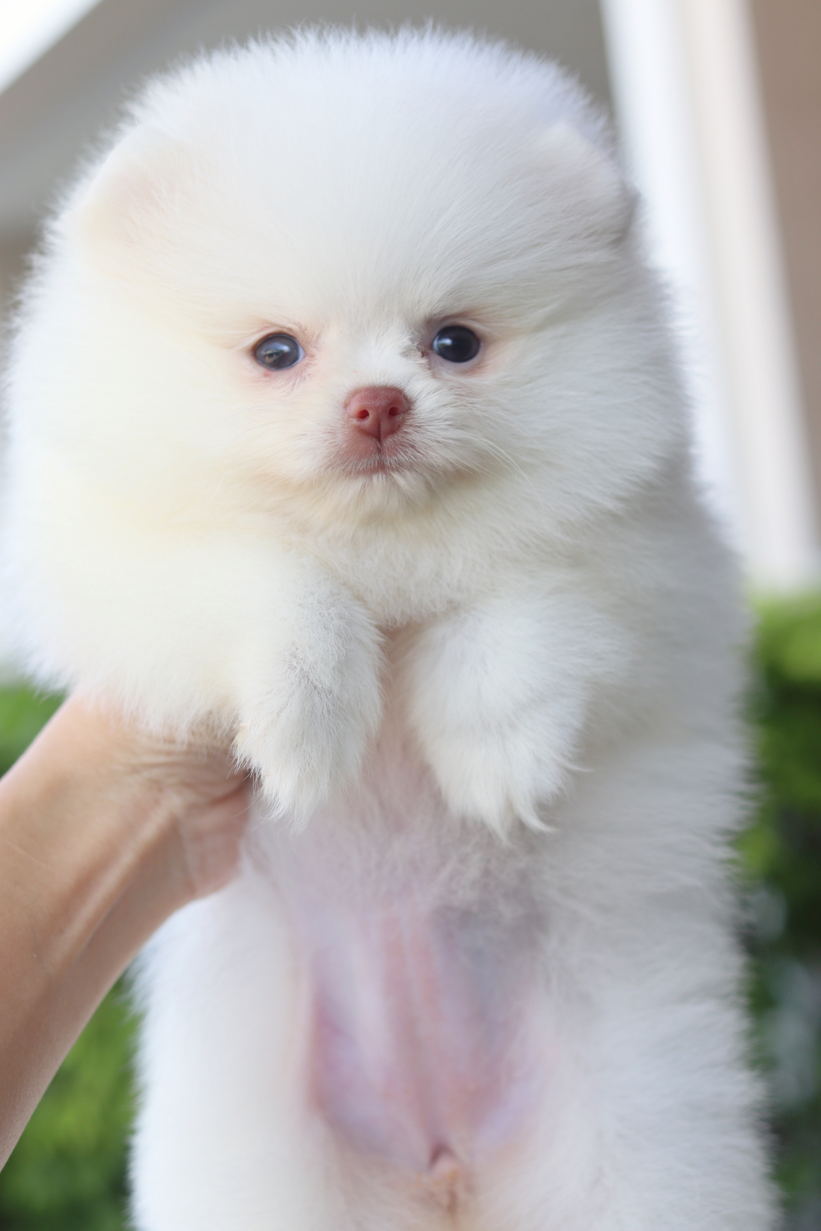 ปอมเมอเรเนียน เพศเมียสีขาว