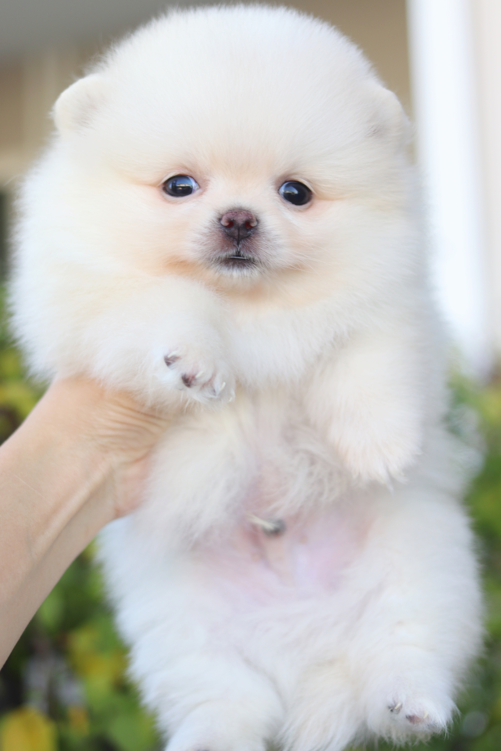 ปอมเมอเรเนียน เพศผู้สีขาวครีม