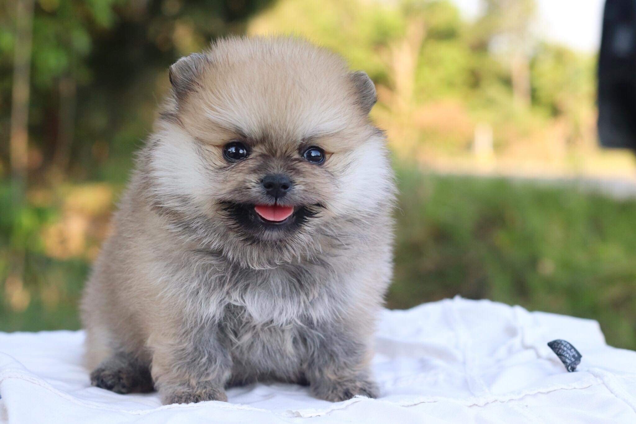 ปอมเมอเรเนียน เพศผู้