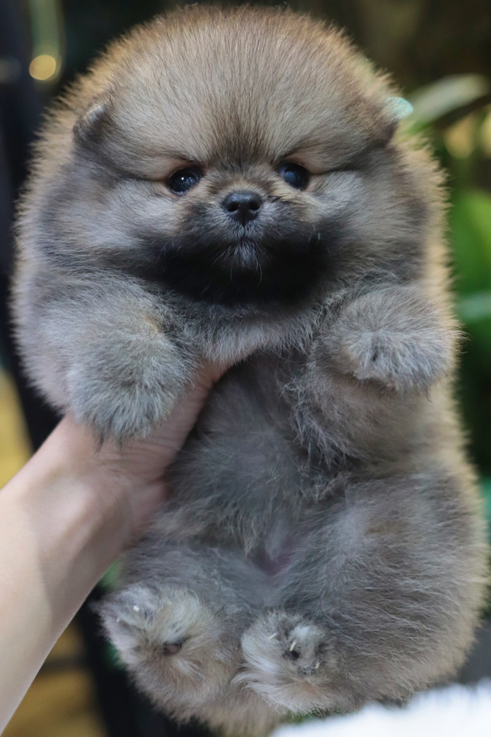 ปอมเมอเรเนียน เพศเมีย สีส้ม