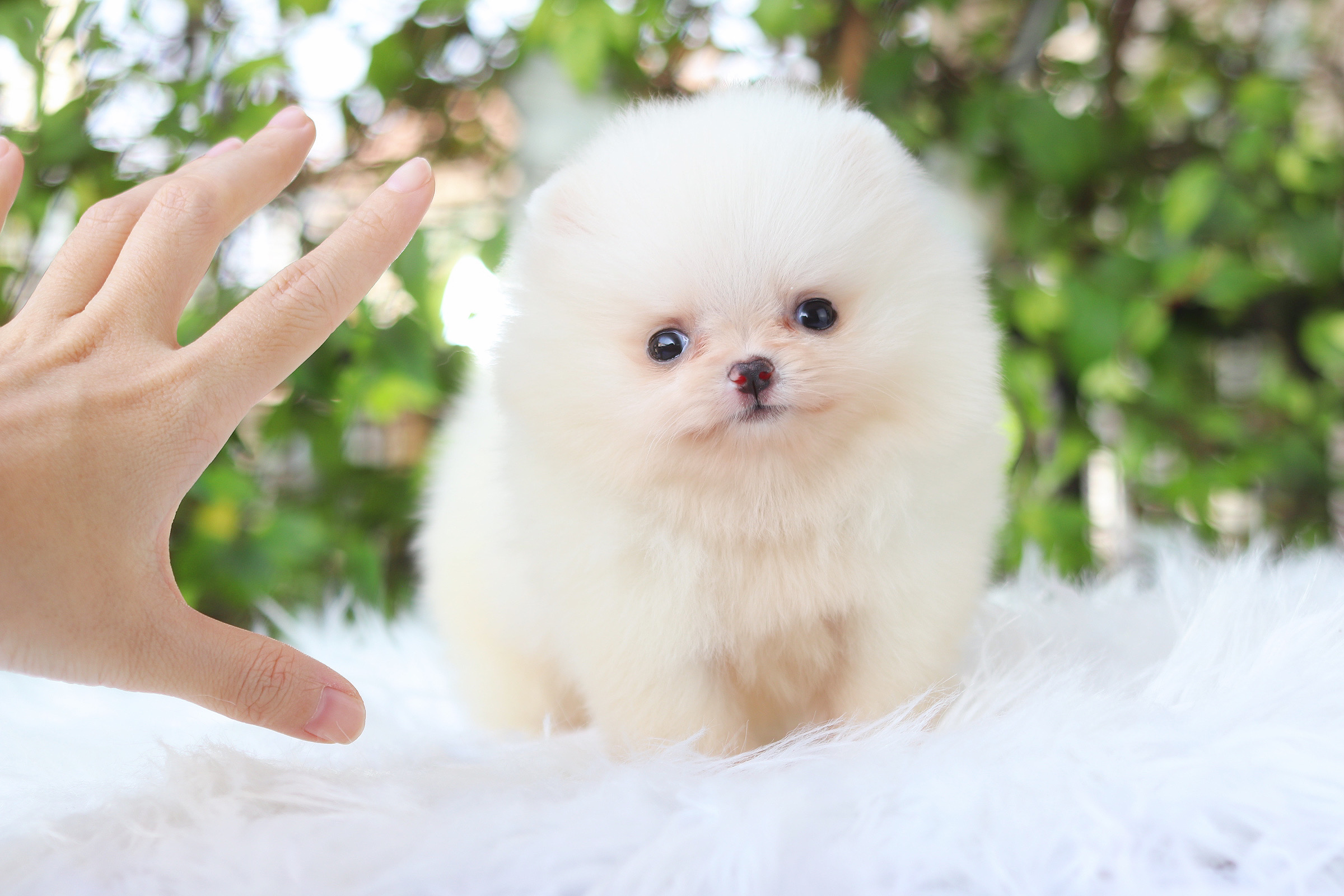 ปอมเมอเรเนียน เพศเมียสีขาวทีคัพ เกรดโชว์