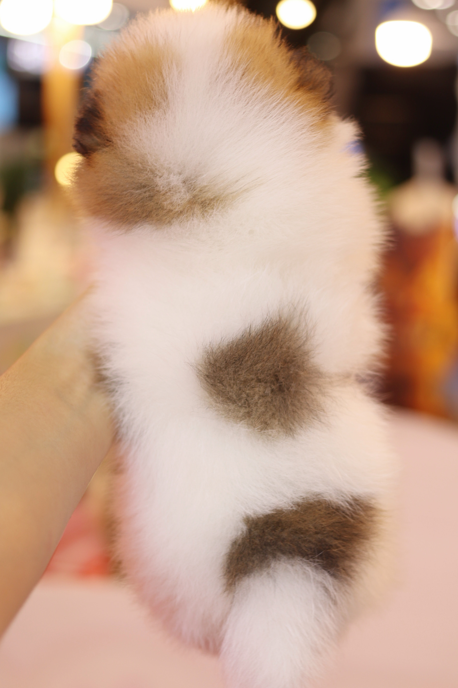 ปอมเมอเรเนียน เพศเมียสีแฟนซีเกรดโชว์