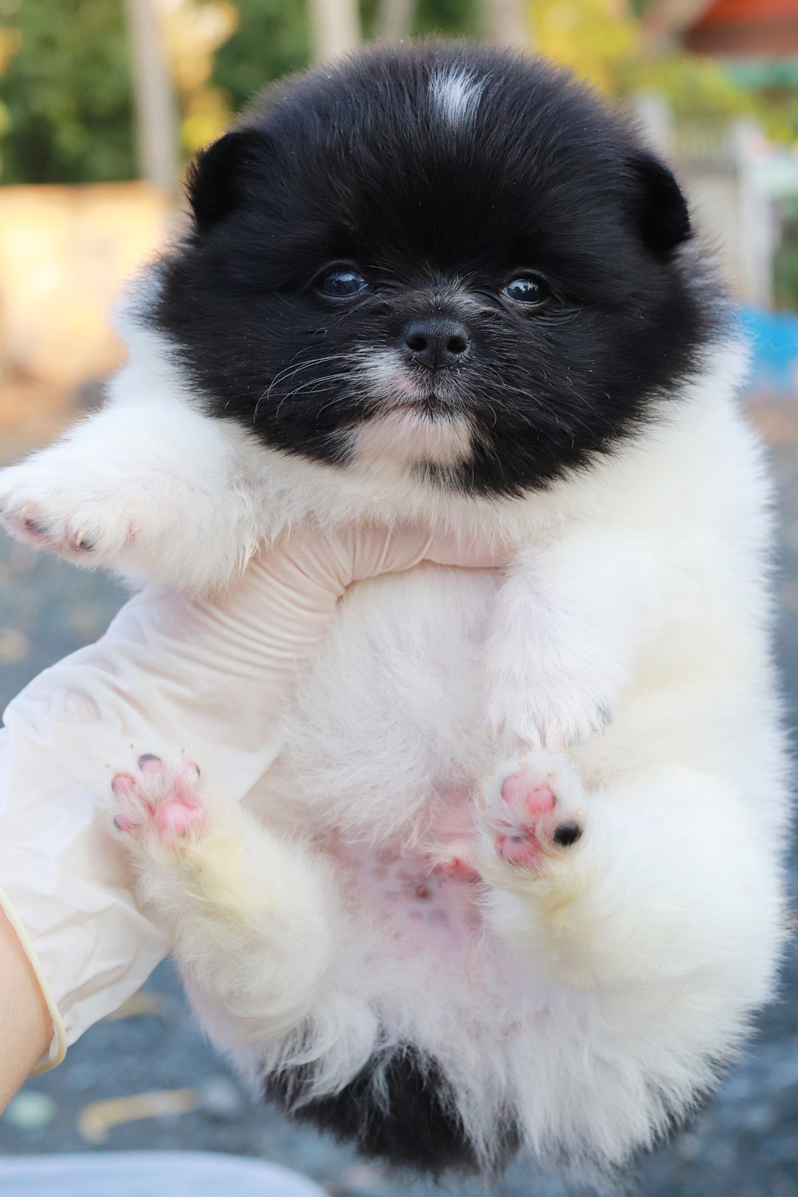 ปอมเมอเรเนียน เพศผู้