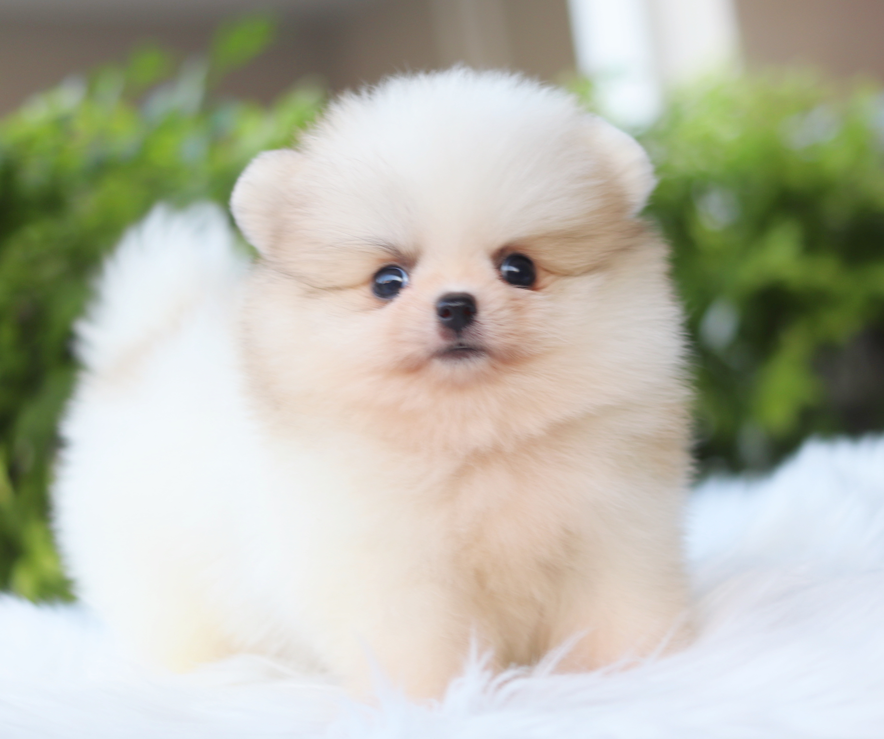 ปอมเมอเรเนียน เพศผู้ สีแฟนซี