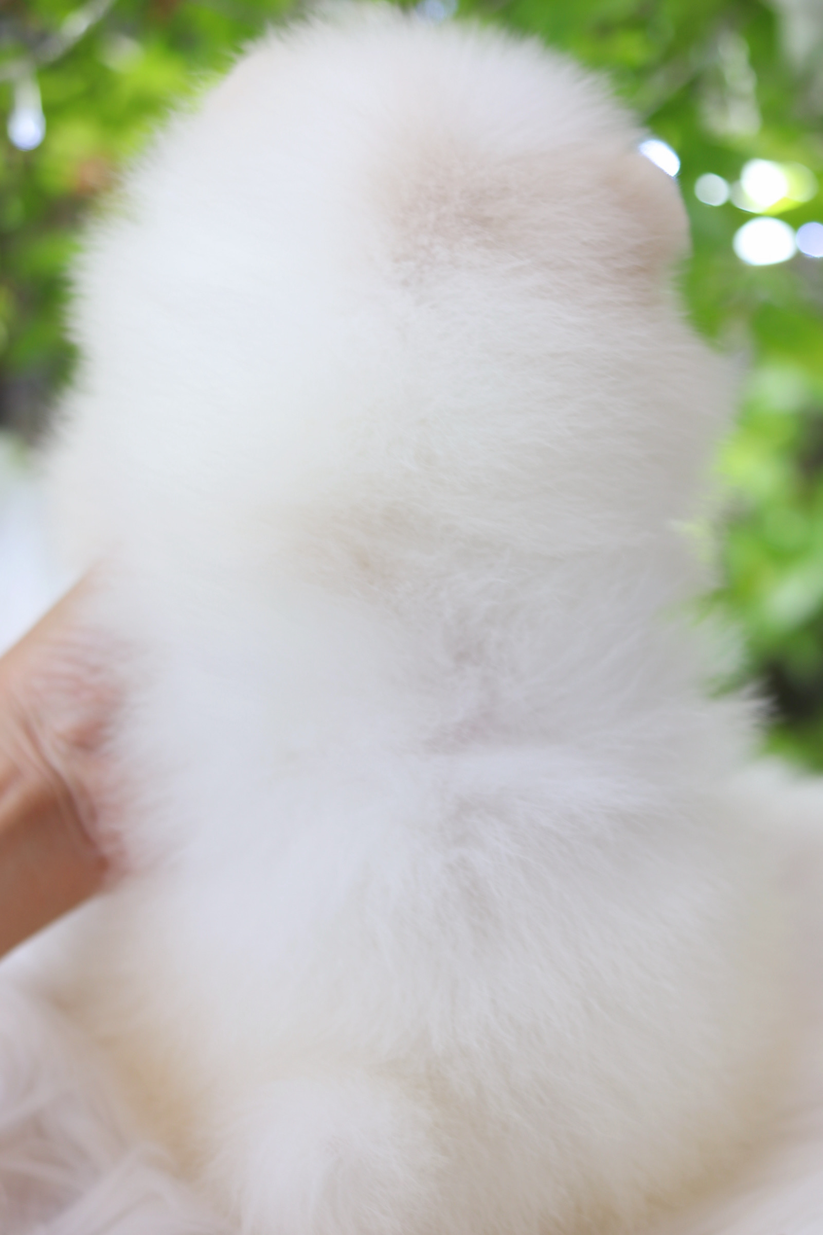 ปอมเมอเรเนียน เพศเมียสีขาวครีม