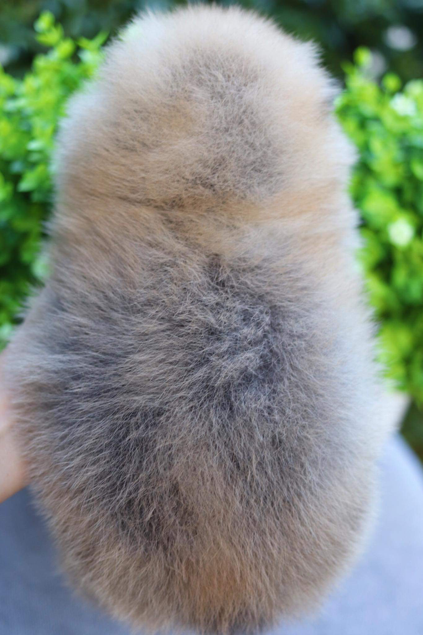 ปอมเมอเรเนียน เพศผู้