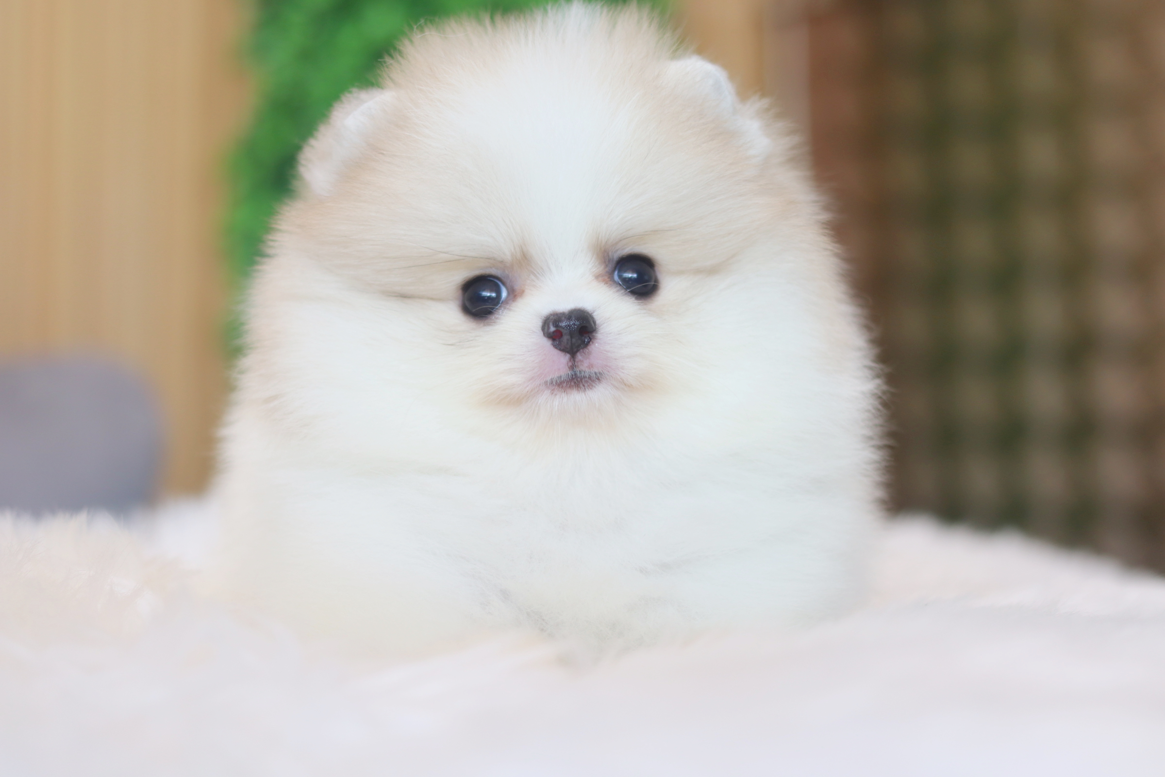 ปอมเมอเรเนียน เพศเมียสีแฟนซีเกรดโชว์