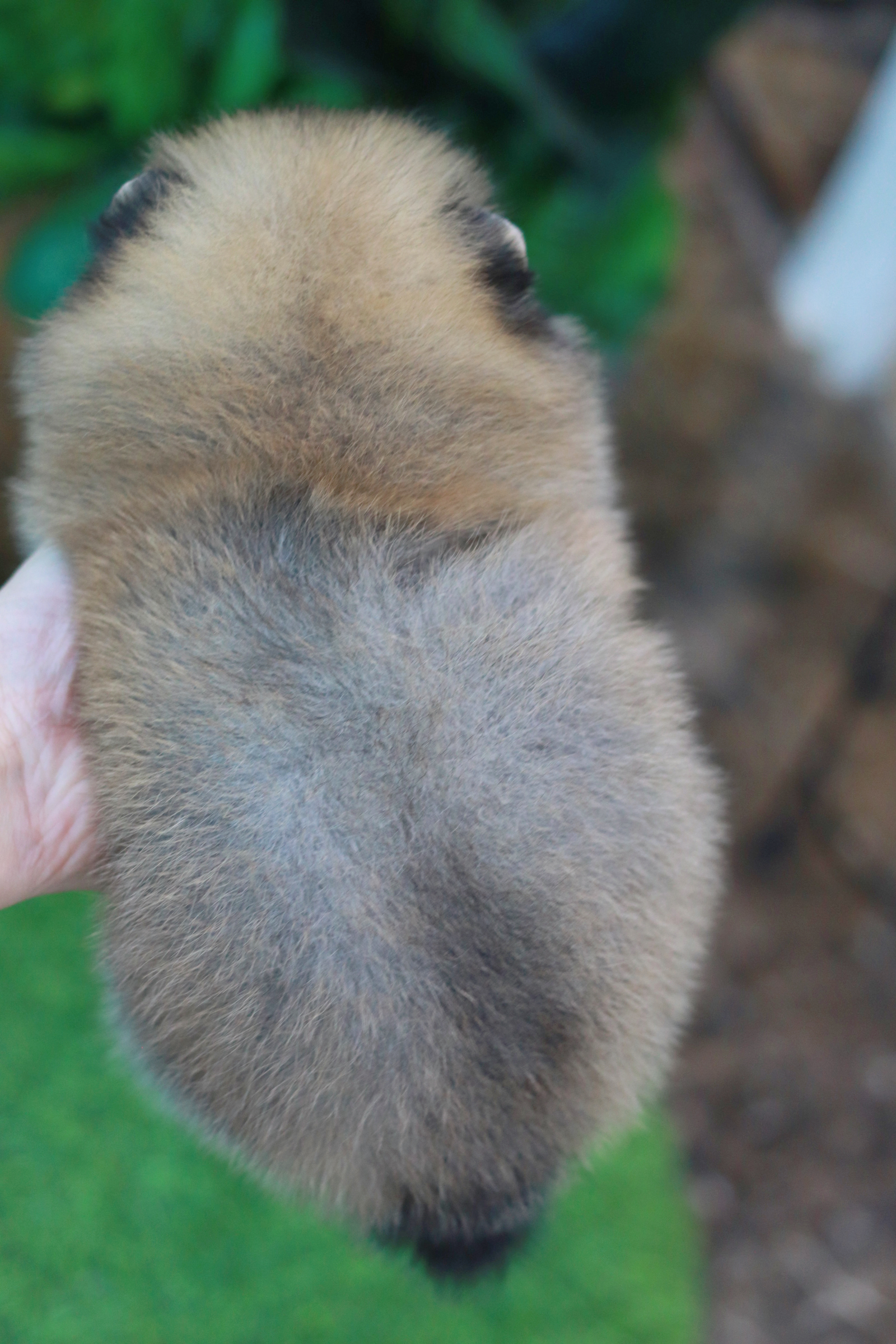 ปอมเมอเรเนียน เพศเมียสีส้ม