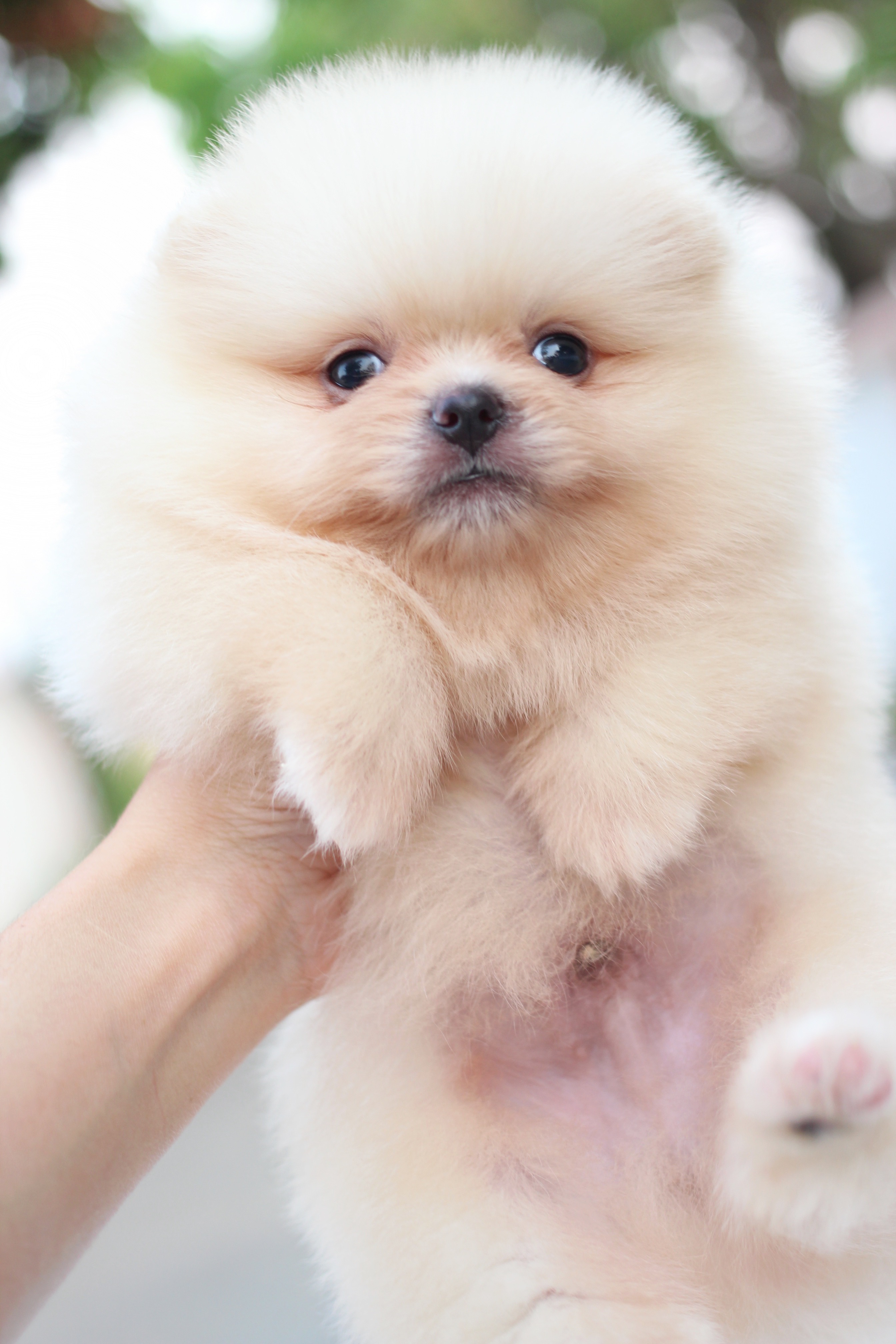 ปอมเมอเรเนียน เพศผู้สีครีม