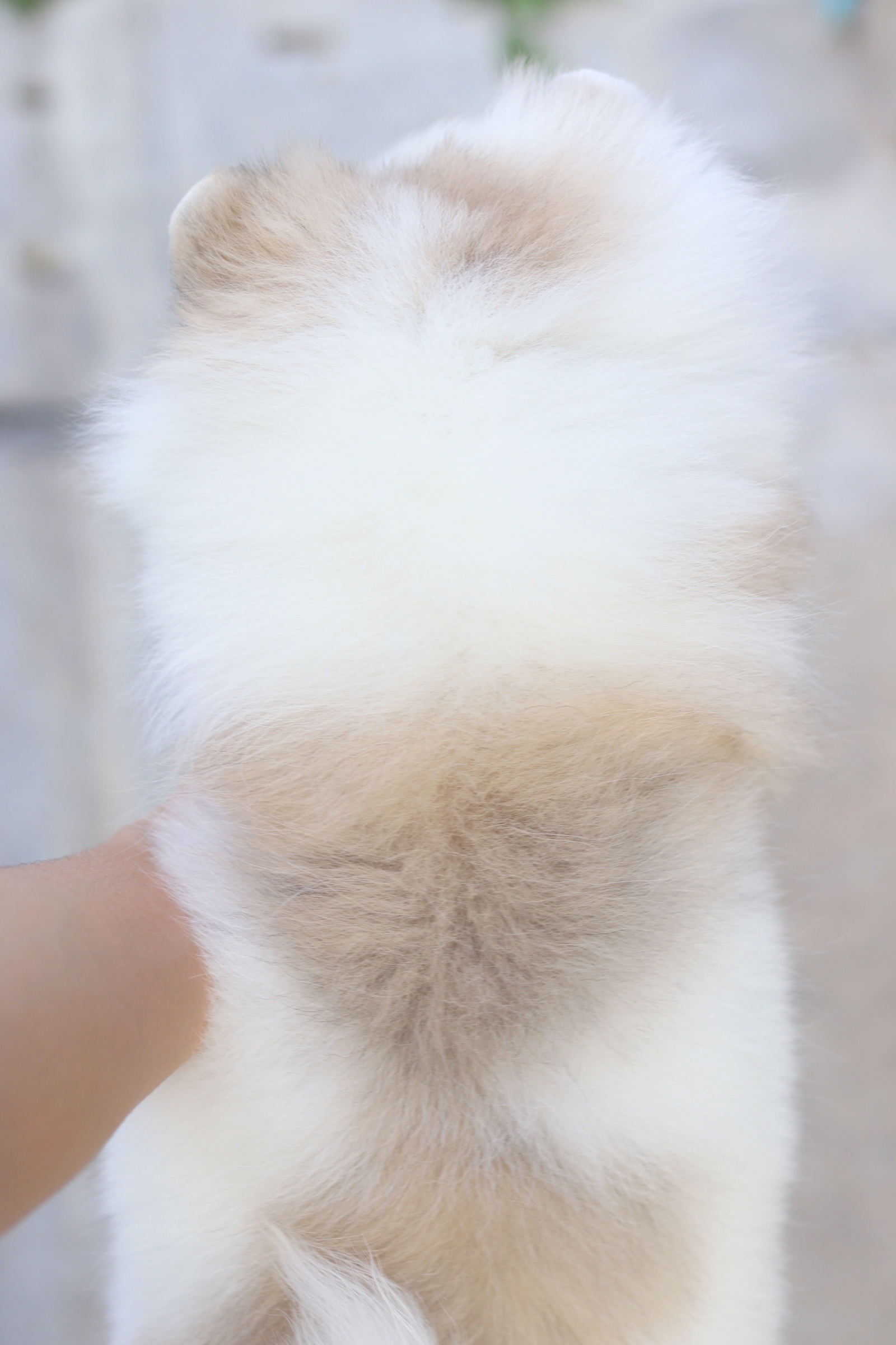 ปอมเมอเรเนียน เพศเมียสีแฟนซี