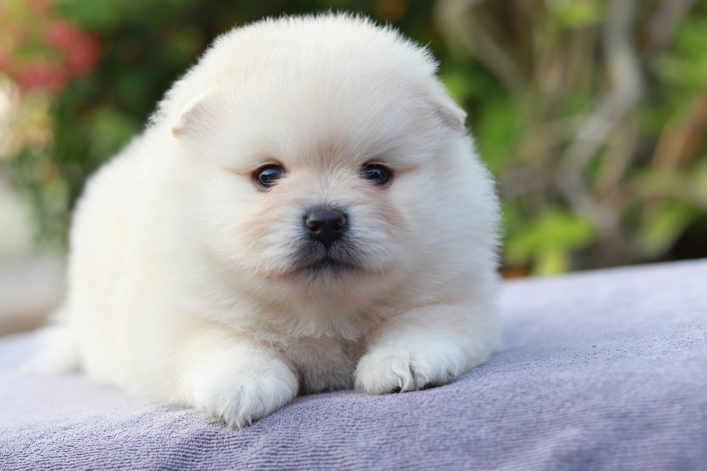 ปอมเมอเรเนียน เพศผู้ขาว