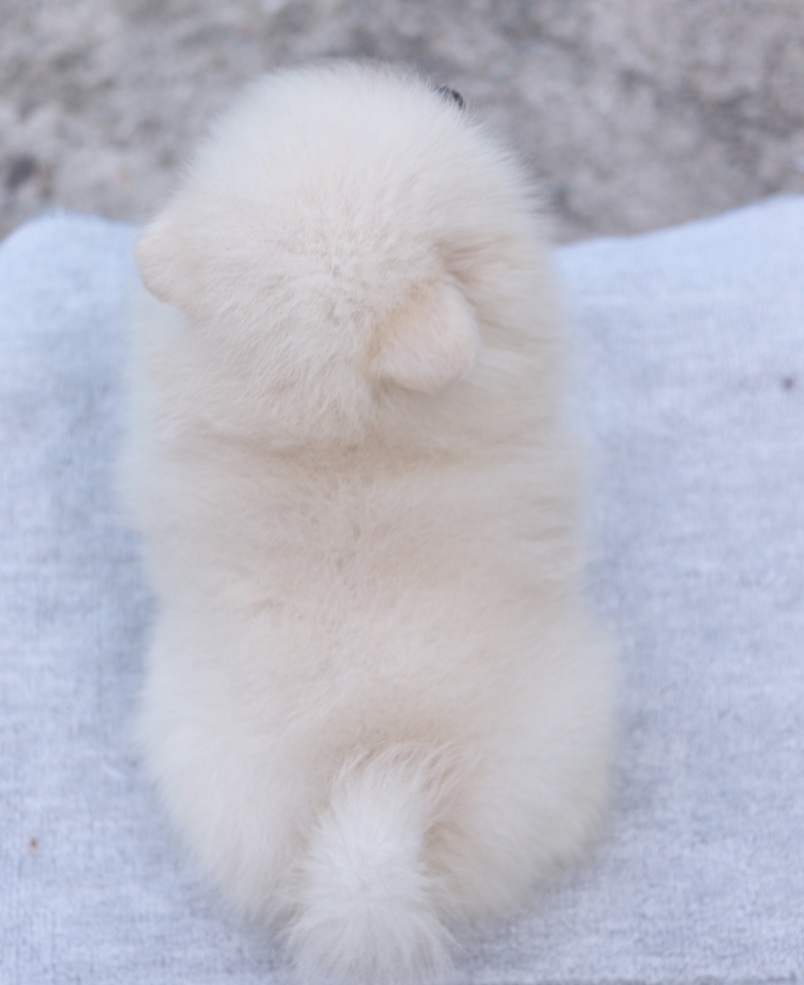 ปอมเมอเรเนียน เพศผู้ ขาวครีม