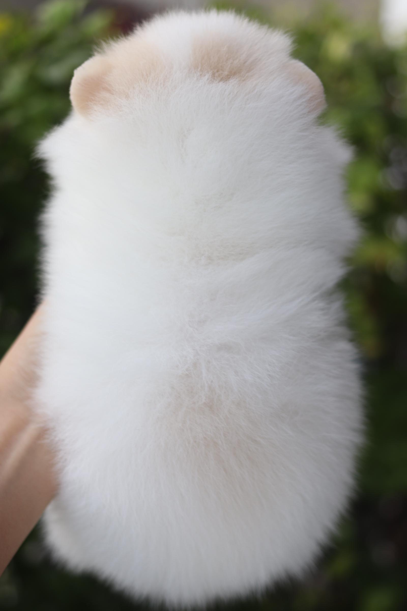 ปอมเมอเรเนียน เพศเมียสีแฟนซีเกรดโชว์