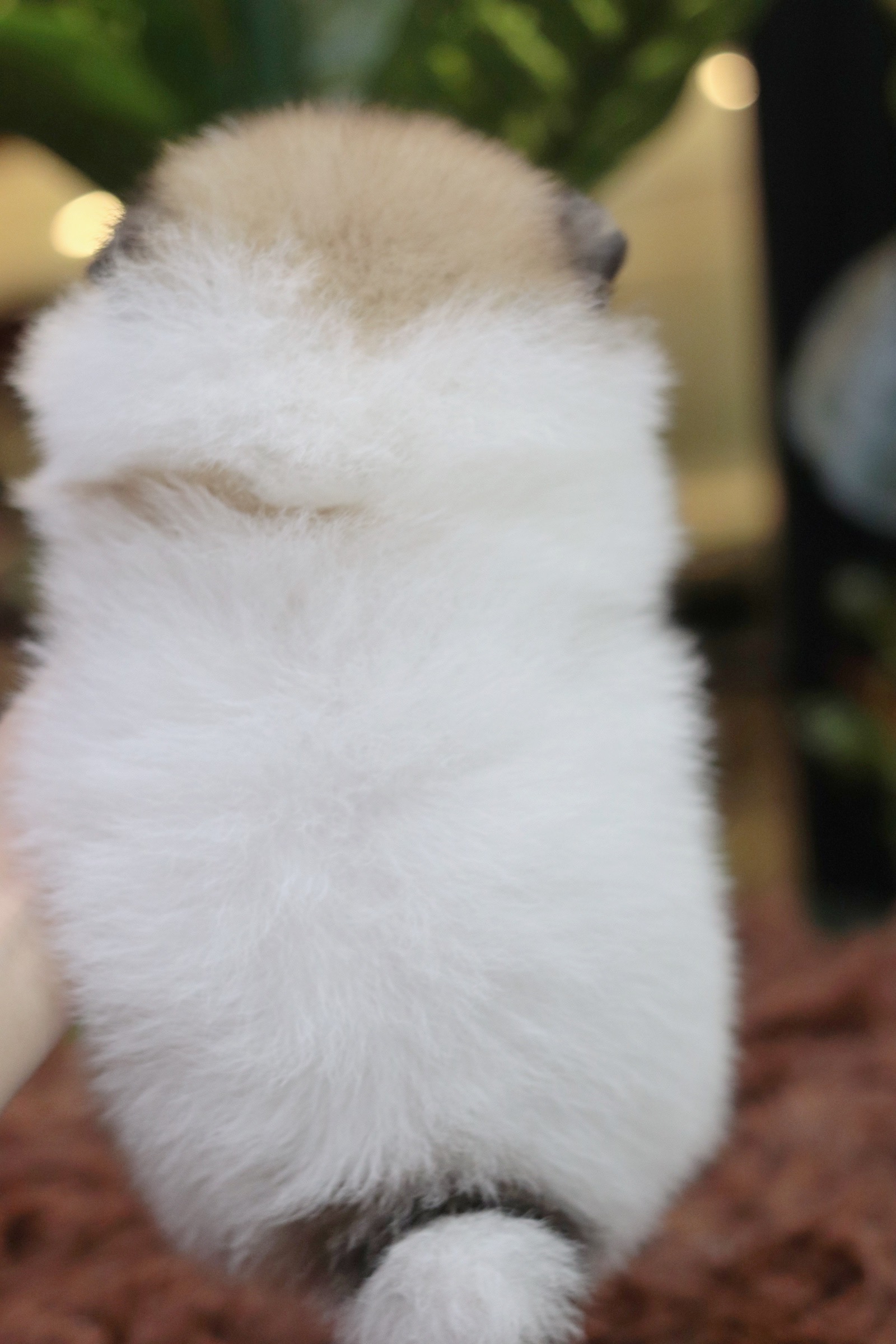 ปอมเมอเรเนียน เพศผู้ สีแฟนซี