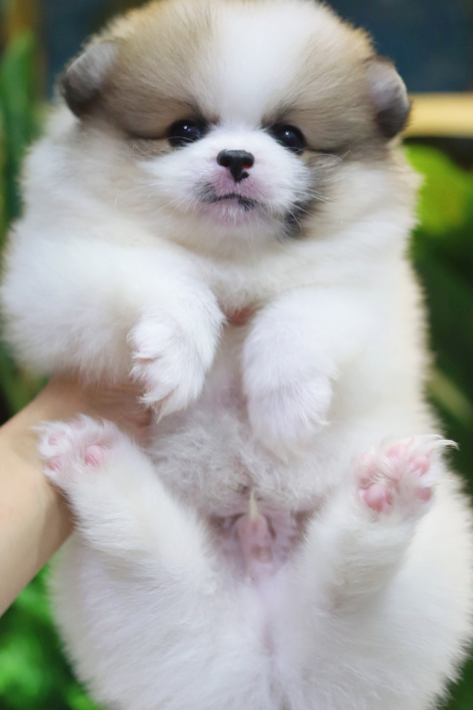 ปอมเมอเรเนียน เพศผู้แฟนซีเกรดเลี้ยงเล่นไซส์ปกติ