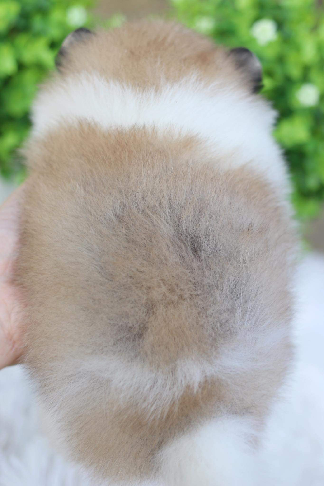 ปอมเมอเรเนียน เพศเมีย