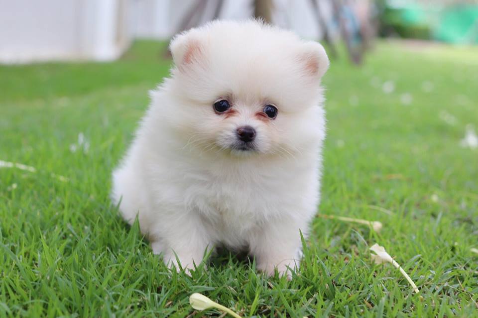 ปอมเมอเรเนียน เพศเมีย