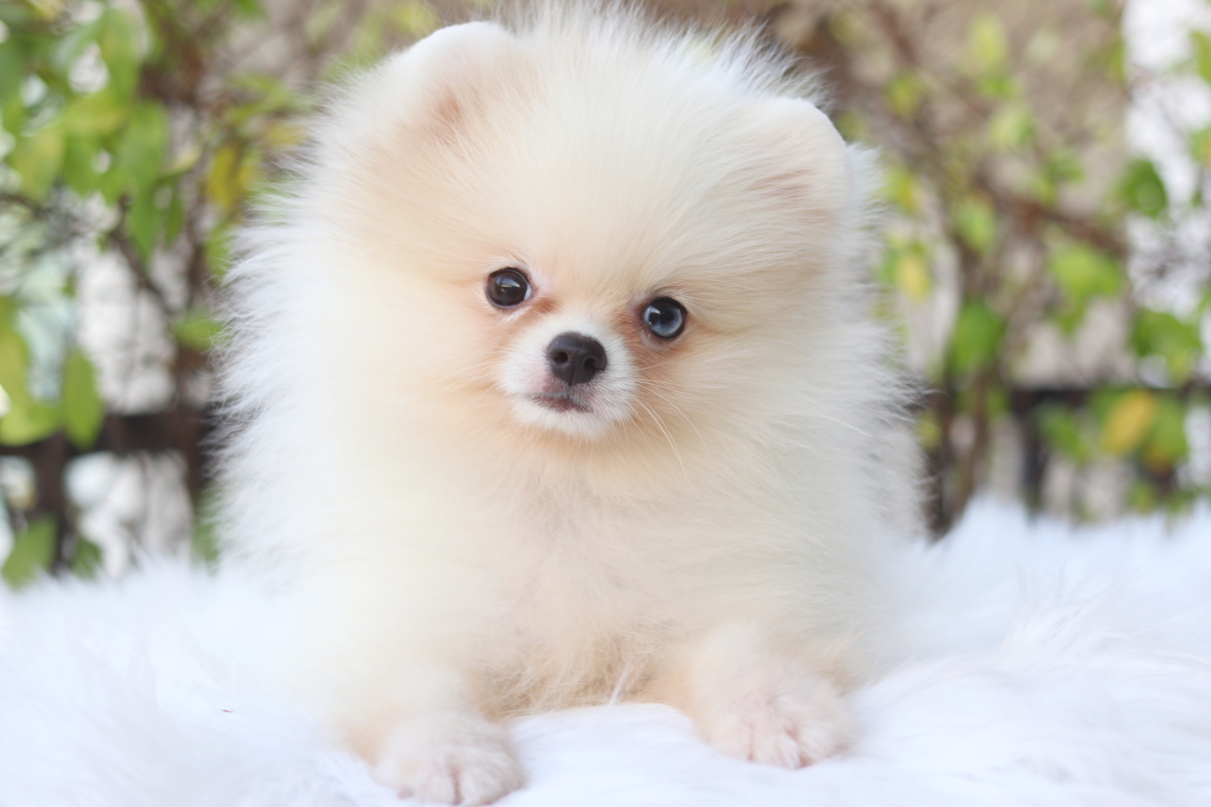 ปอมเมอเรเนียน เพศผู้สีแฟนซี