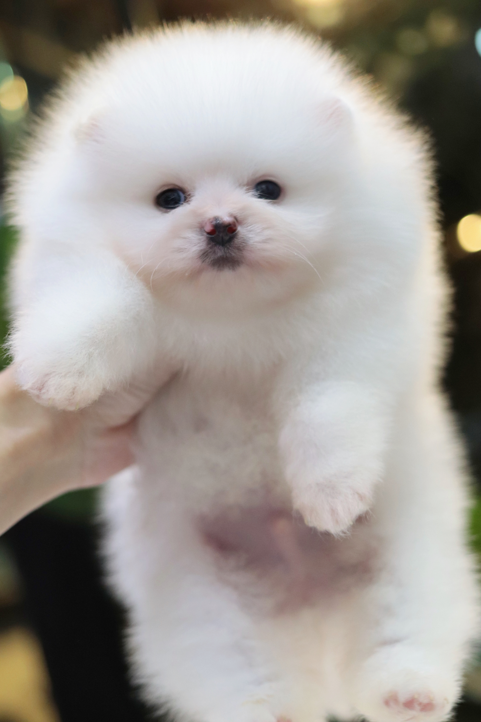 ปอมเมอเรเนียน เพศผู้ สีขาว หน้าตุ๊กตา