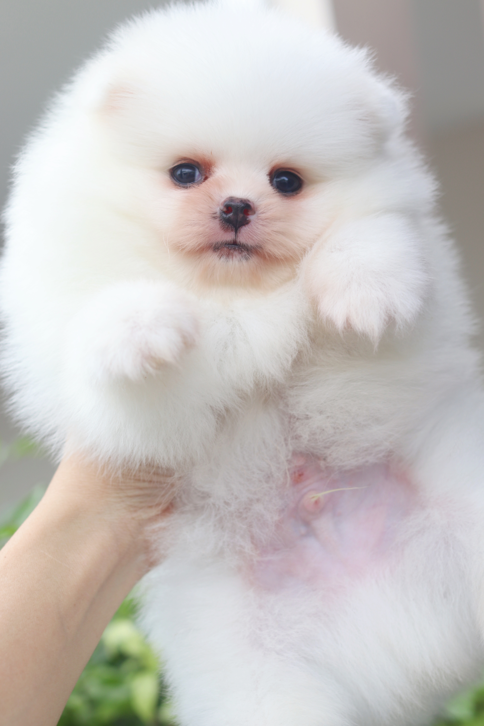 ปอมเมอเรเนียน เพศผู้สีขาวครีมเกรดโชว์