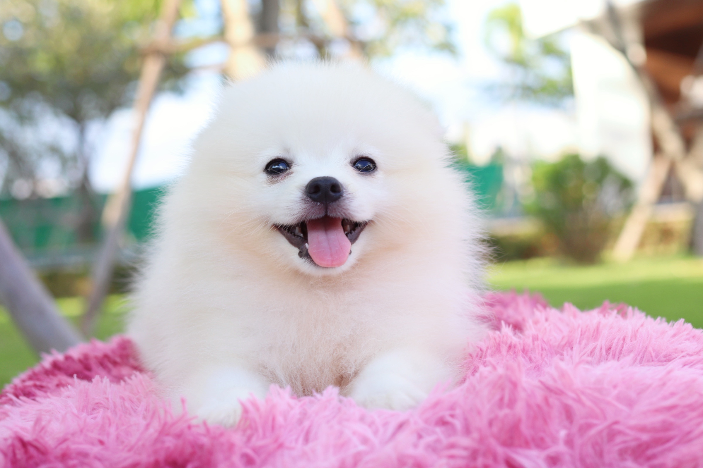 ปอมเมอเรเนียน เพศผู้ สามเดือน สีขาวครีม