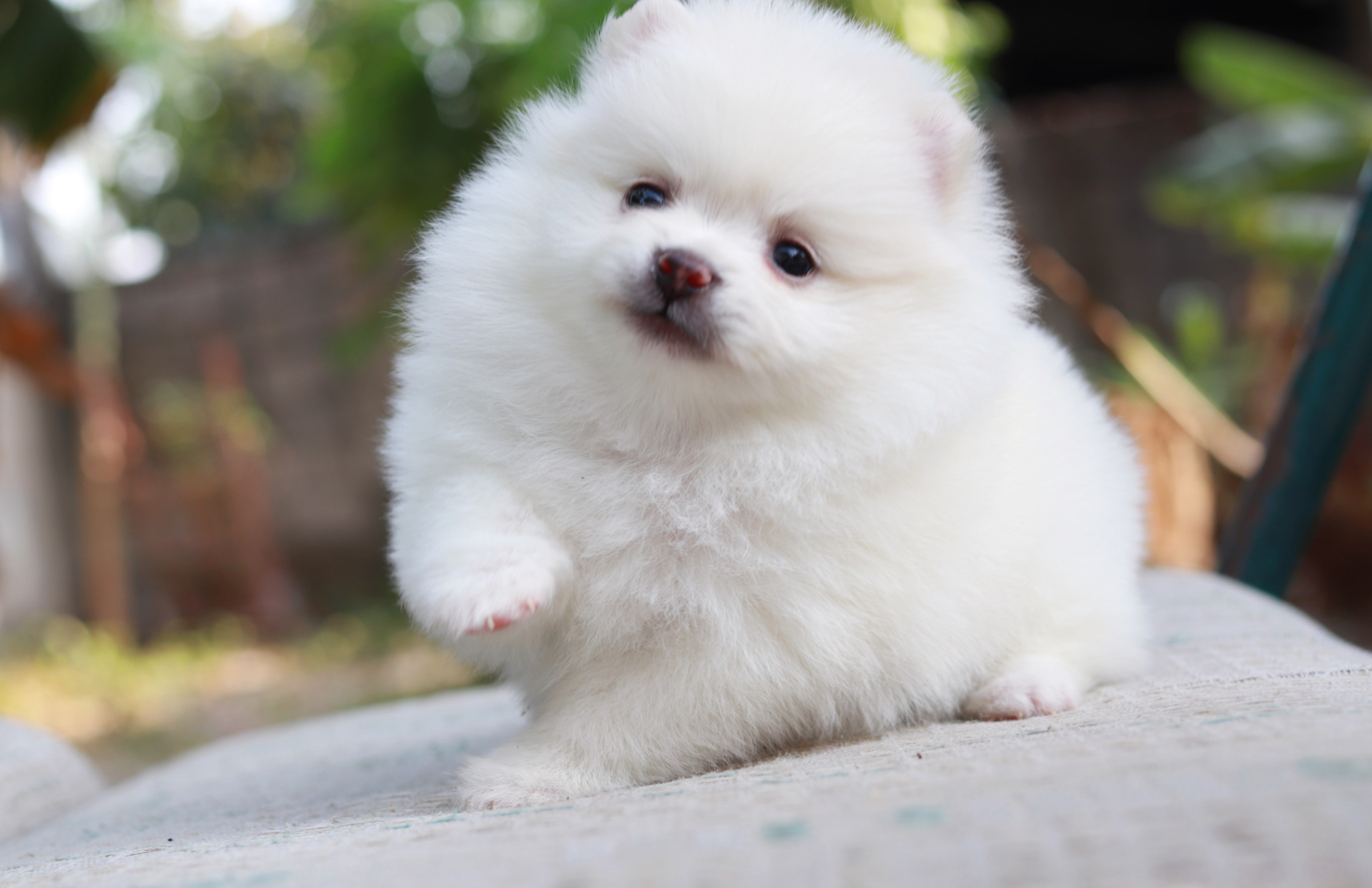 ปอมเมอเรเนียน เพศเมียขาว