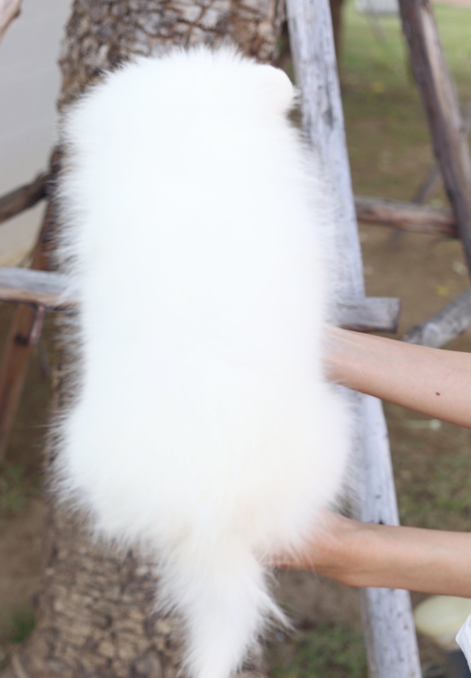 ปอมเมอเรเนียน เพศเมียสามเดือน สีขาวครีม