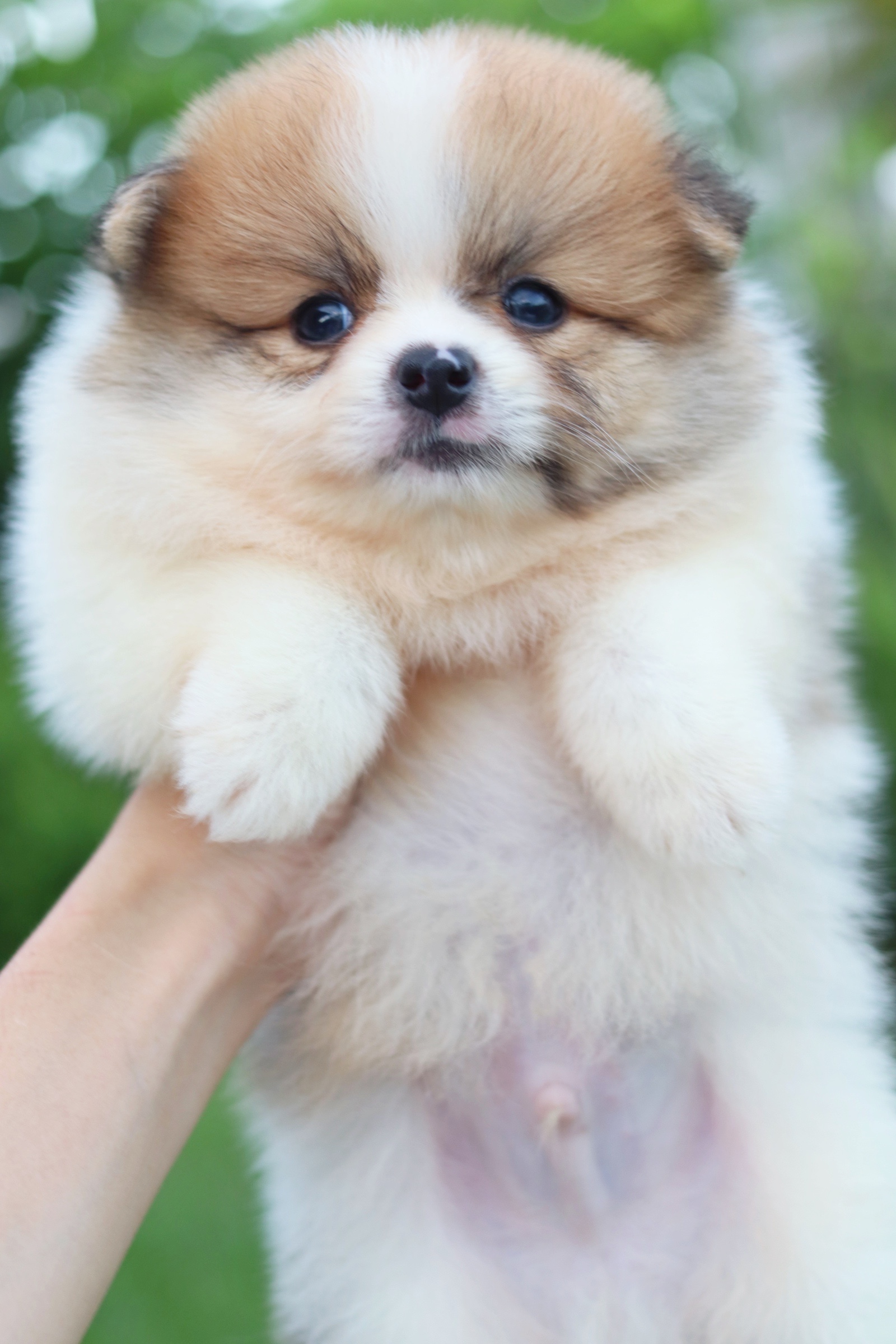 ปอมเมอเรเนียน เพศผู้แฟนซีไซส์เล็ก