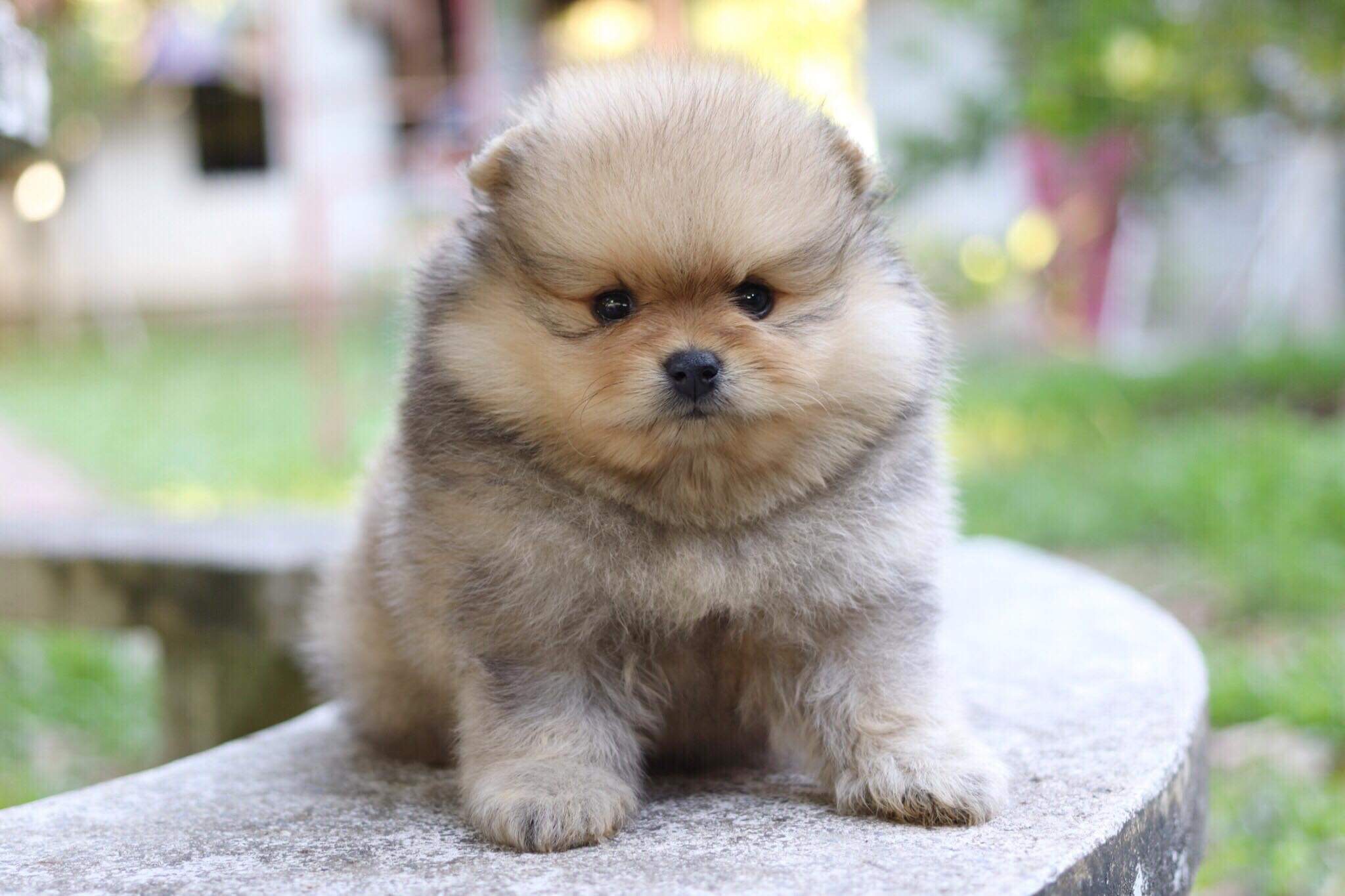 ปอมเมอเรเนียน เพศผู้