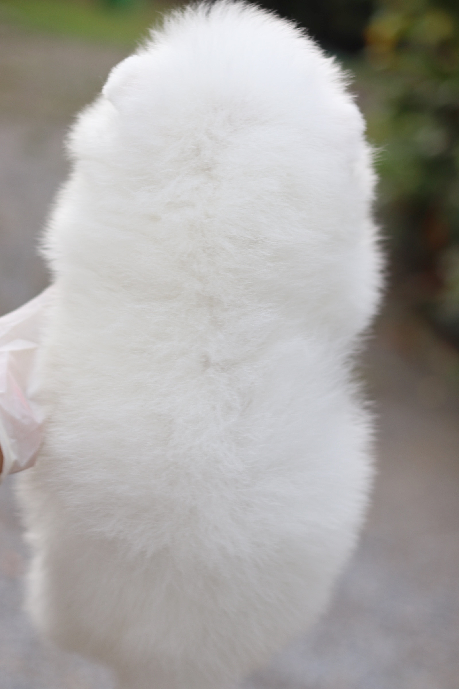 ปอมเมอเรเนียน เพศผู้ สีขาว