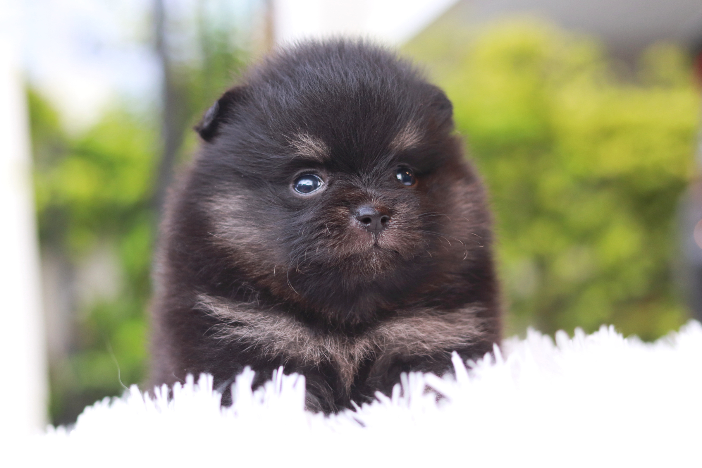 ปอมเมอเรเนียน เพศผู้ แบล็คแทน