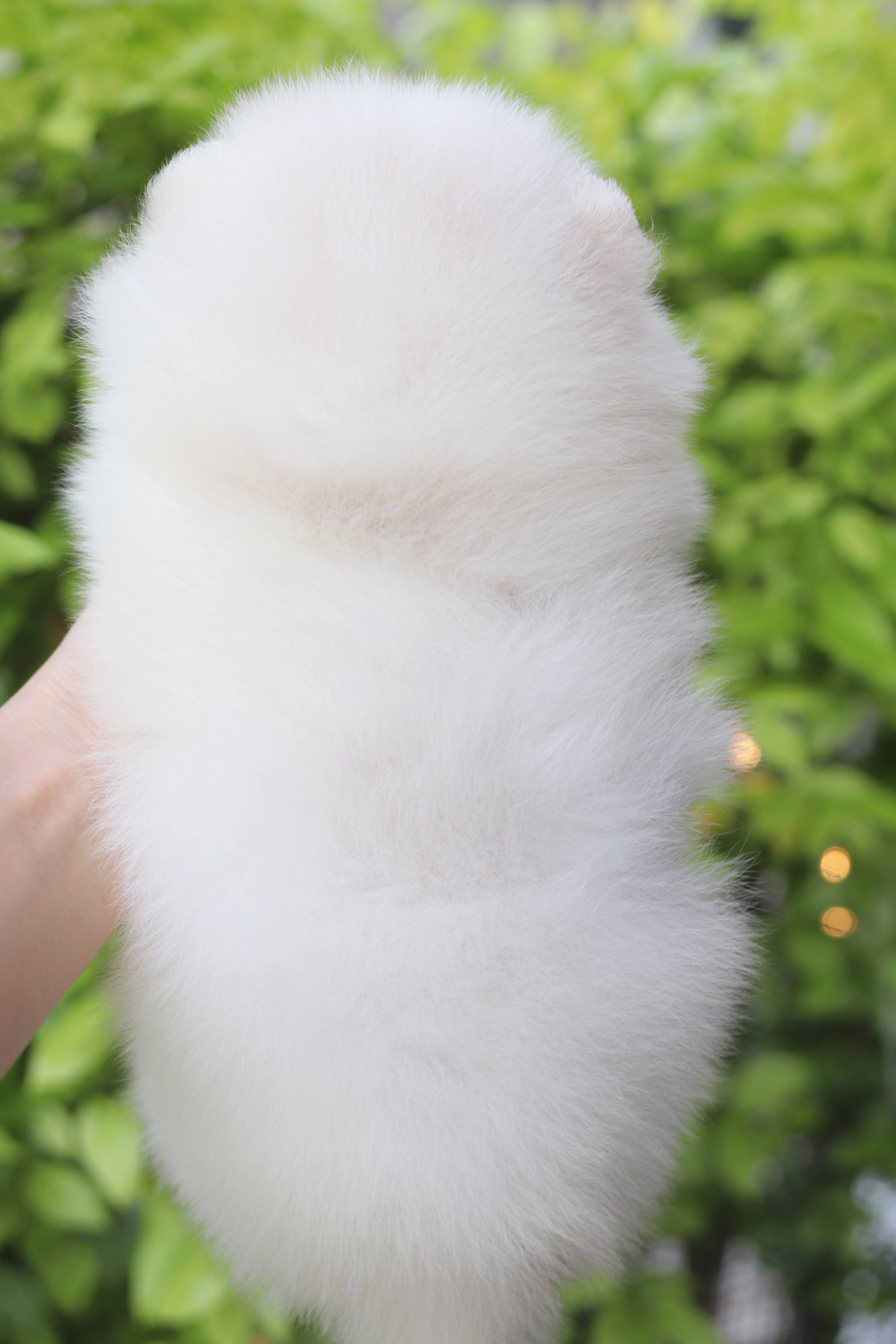 ปอมเมอเรเนียน เพศผู้สีขาวครีม