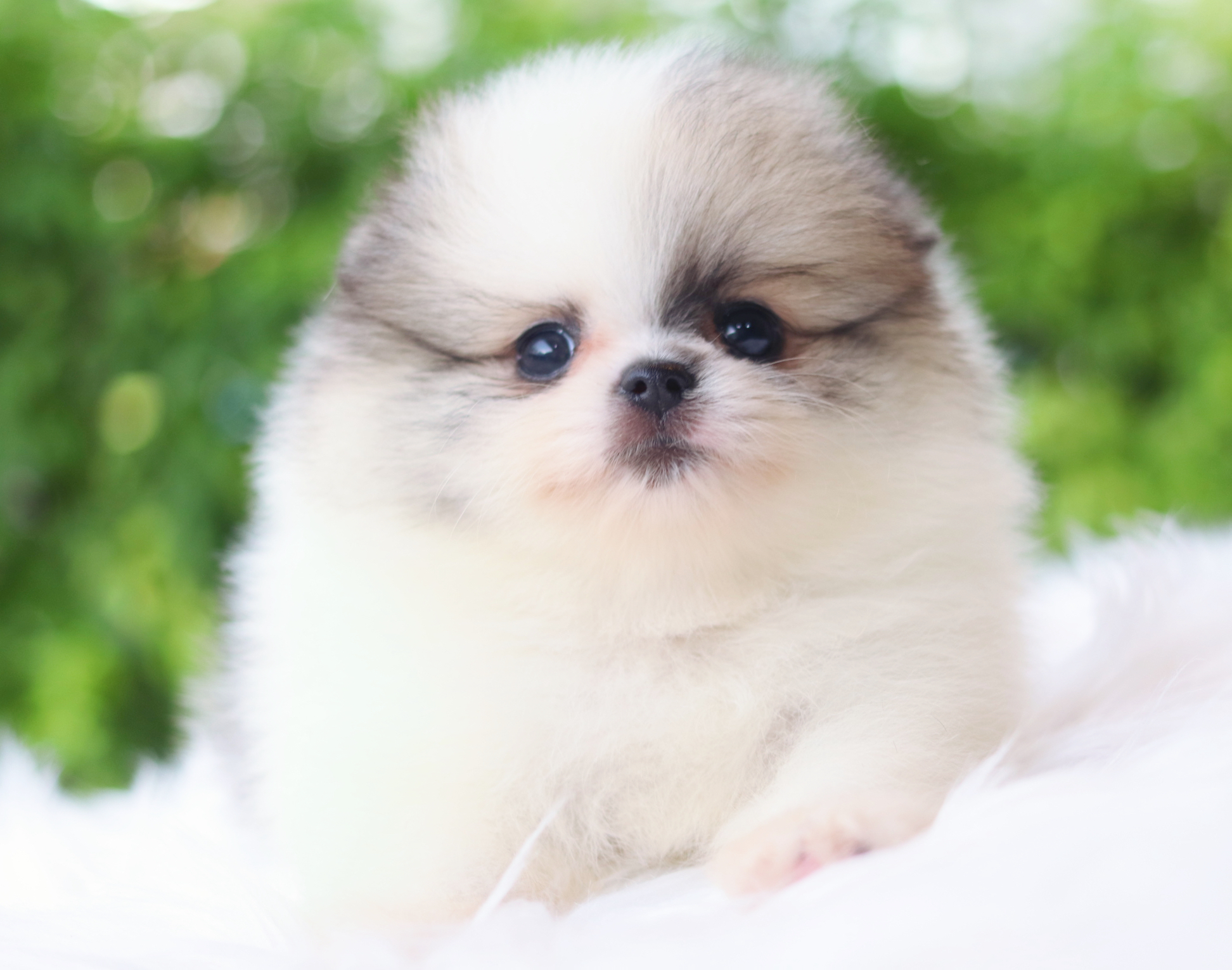 ปอมเมอเรเนียน เพศเมียสีแฟนซี