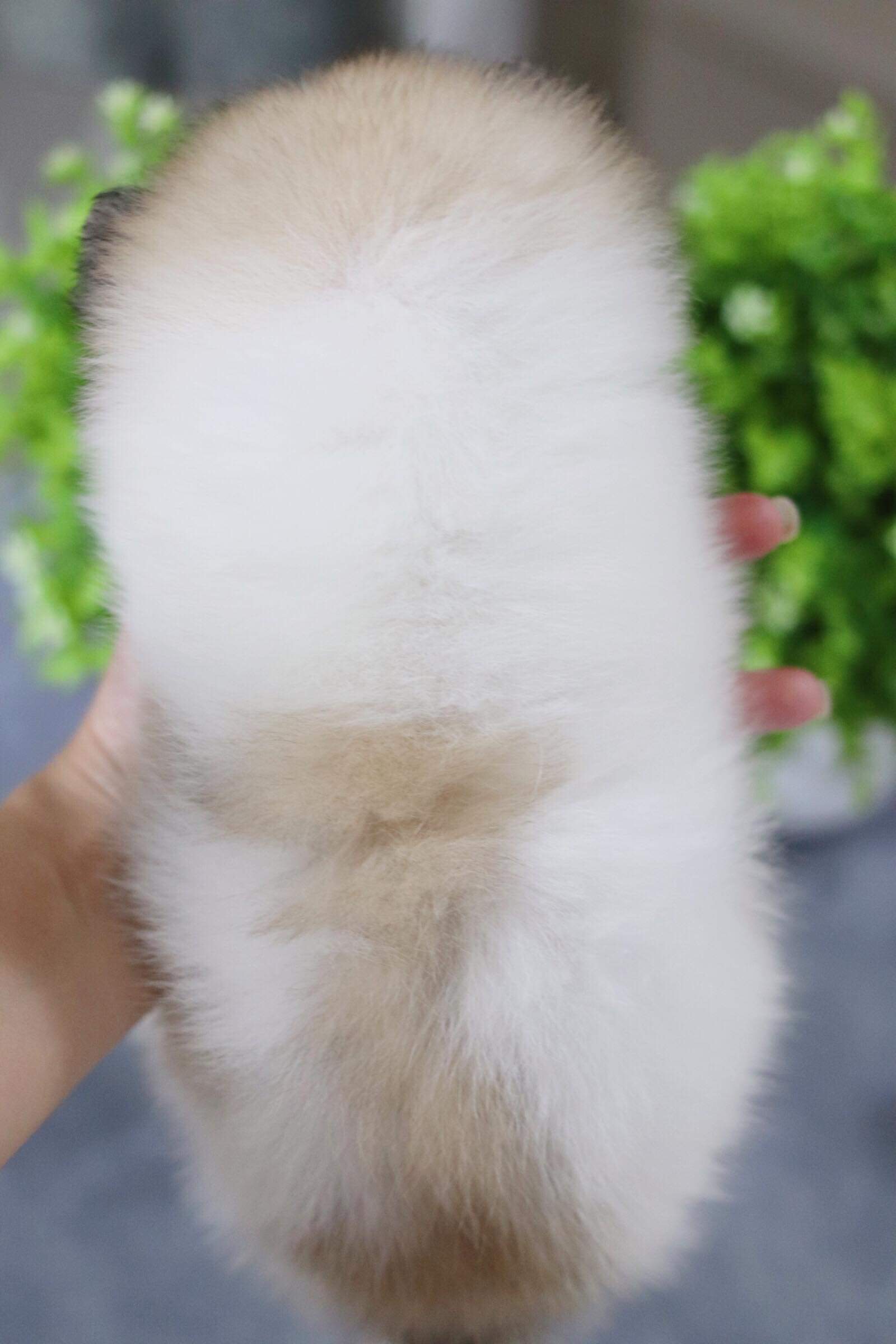 ปอมเมอเรเนียน เพศเมีย