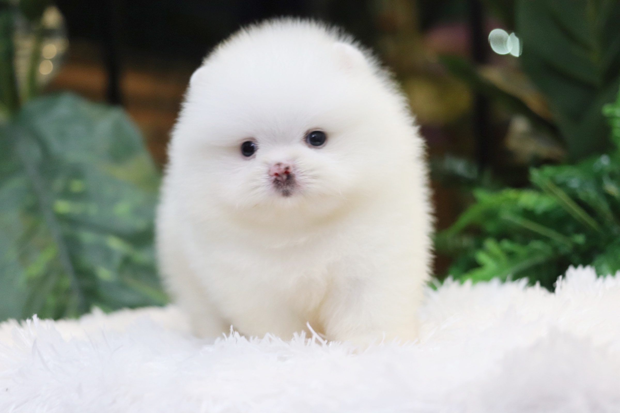 ปอมเมอเรเนียน เพศผู้ สีขาวเกรดโชว์ พร้อมใบเพ็ดดีกรีเต็มใบ