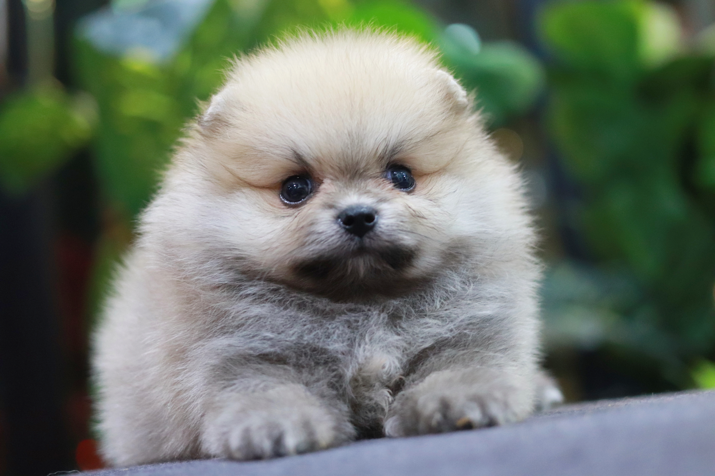 ปอมเมอเรเนียน เพศผู้สีส้ม