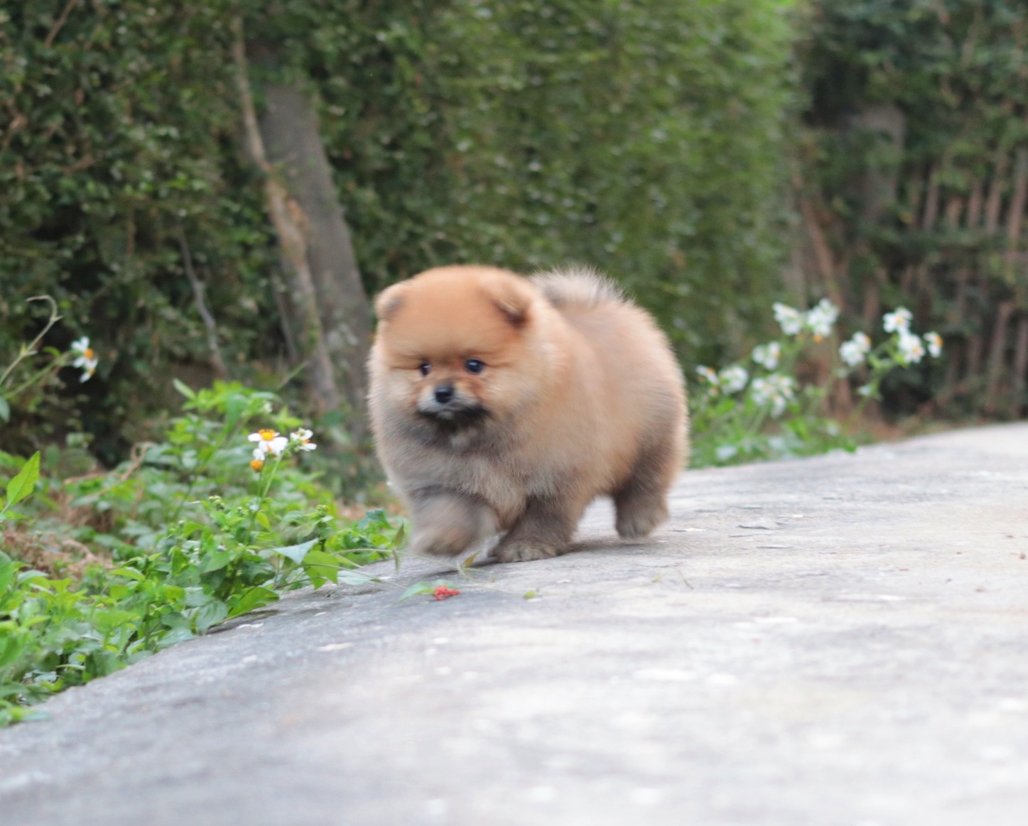 ปอมเมอเรเนียน เพศผู้ สีส้ม ไซส์ปกติ