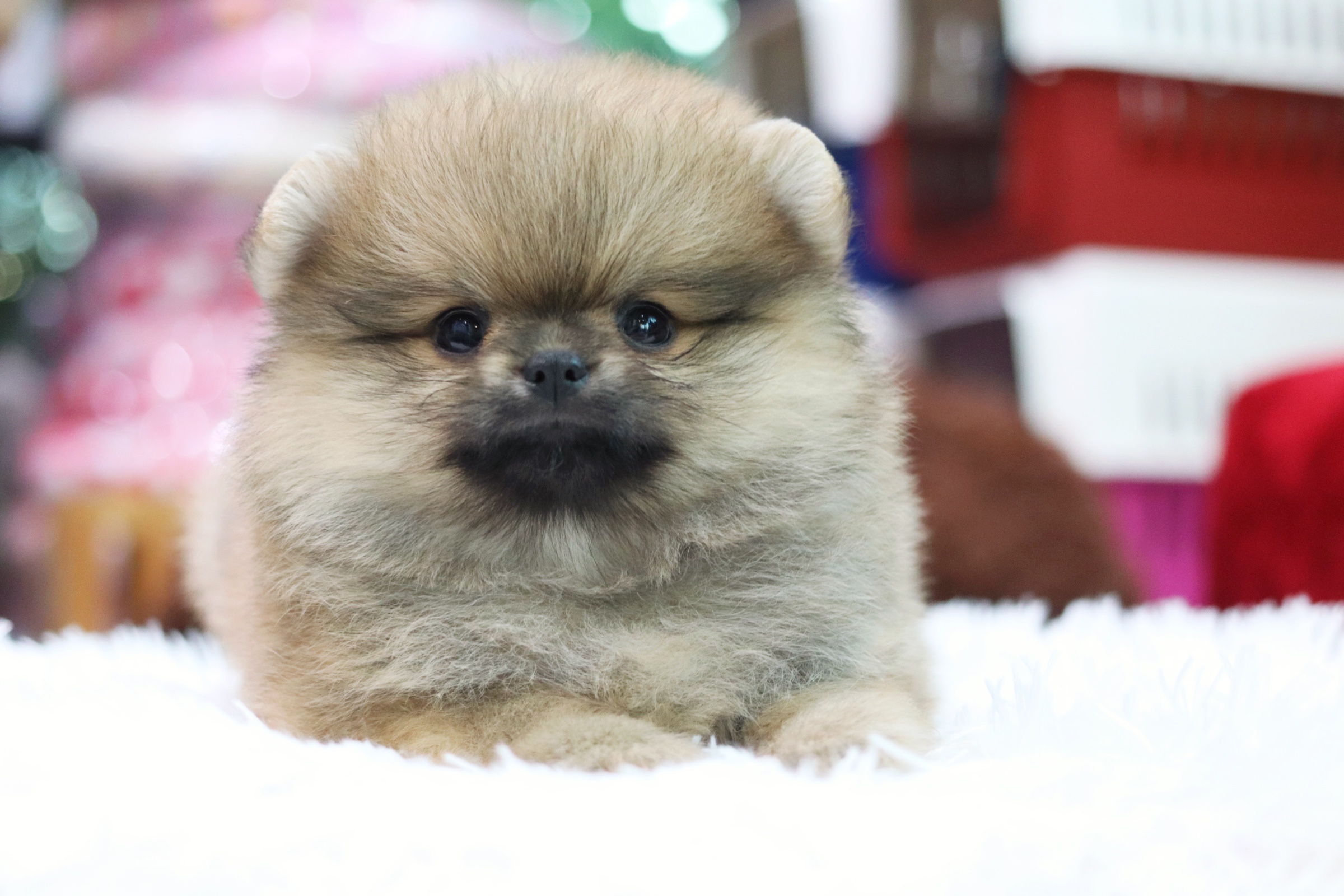 ปอมเมอเรเนียน เพศผู้ สีส้ม