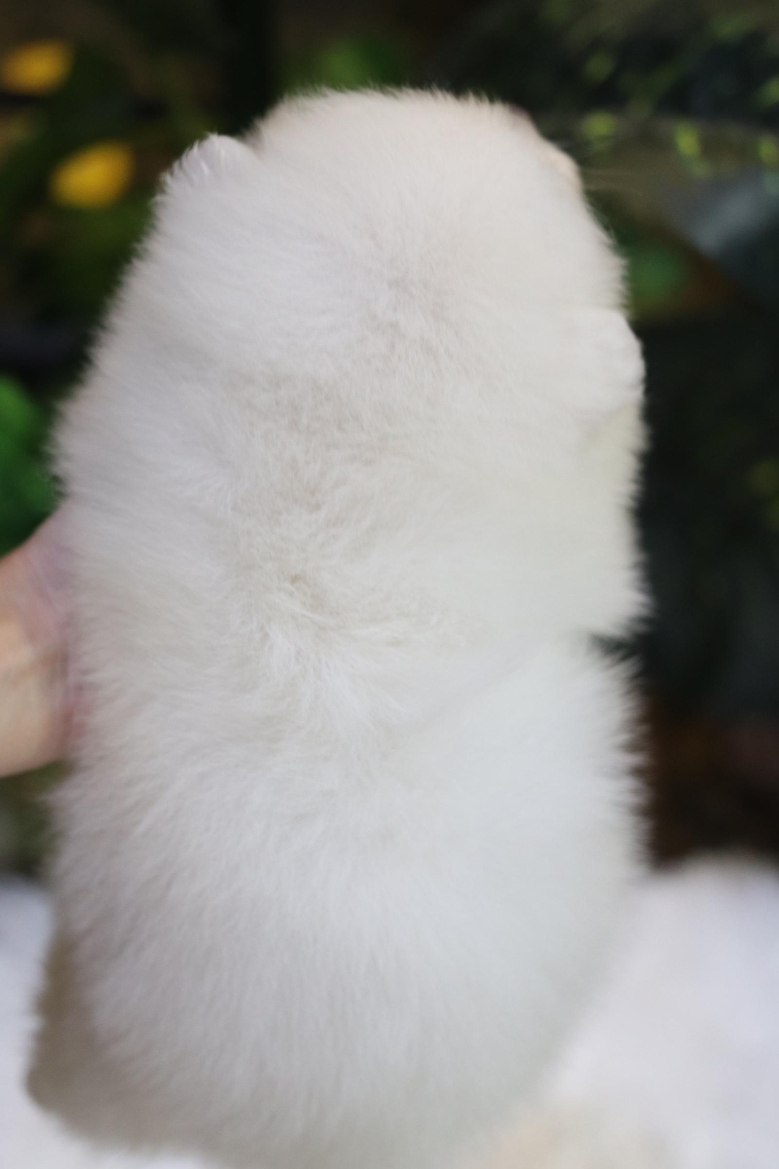 ปอมเมอเรเนียน เพศผู้ เกรดเลี้ยงเล่นไซส์ปกติหน้าฟ็อก