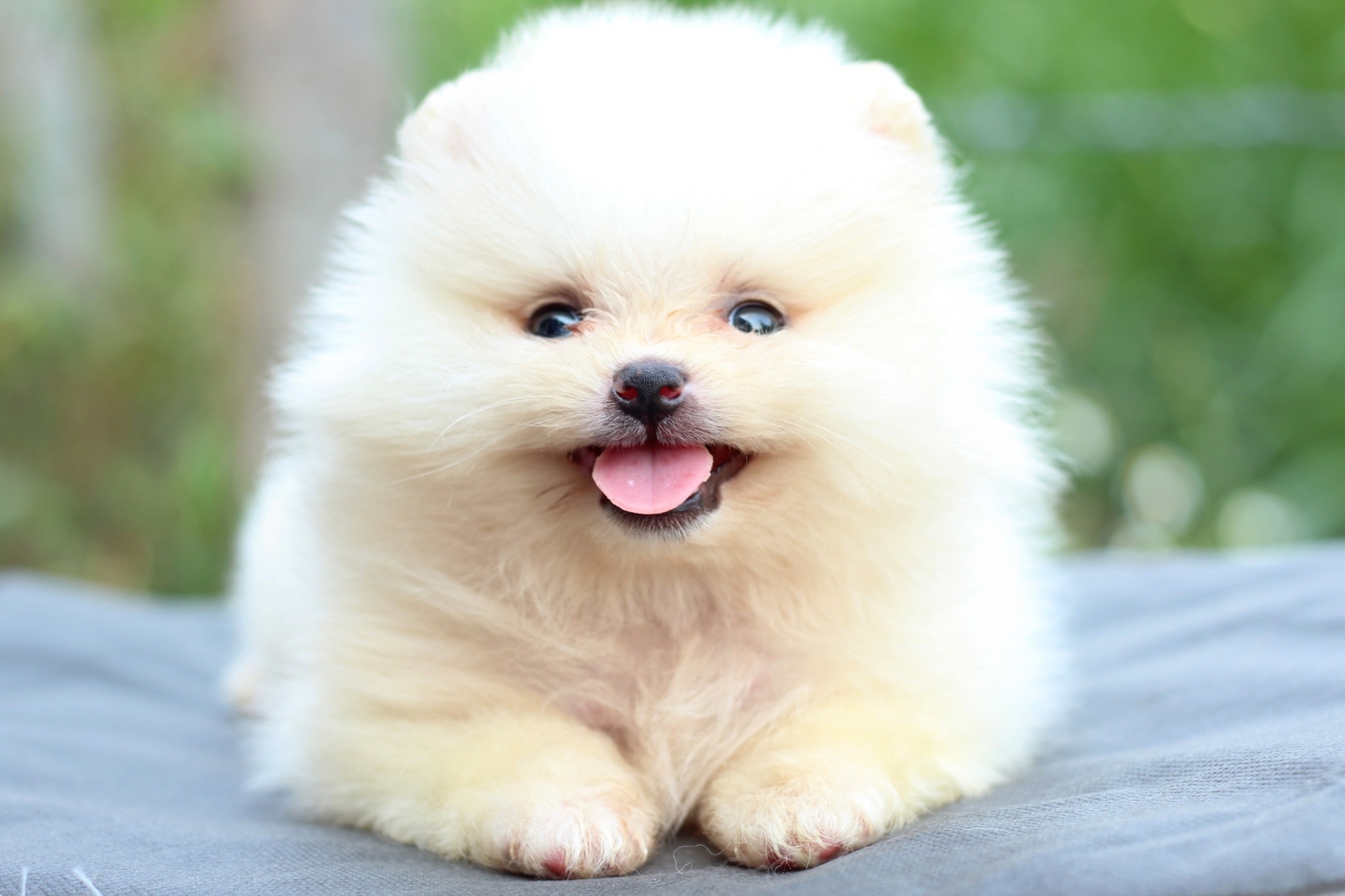 ปอมเมอเรเนียน เพศผู้สีครีม