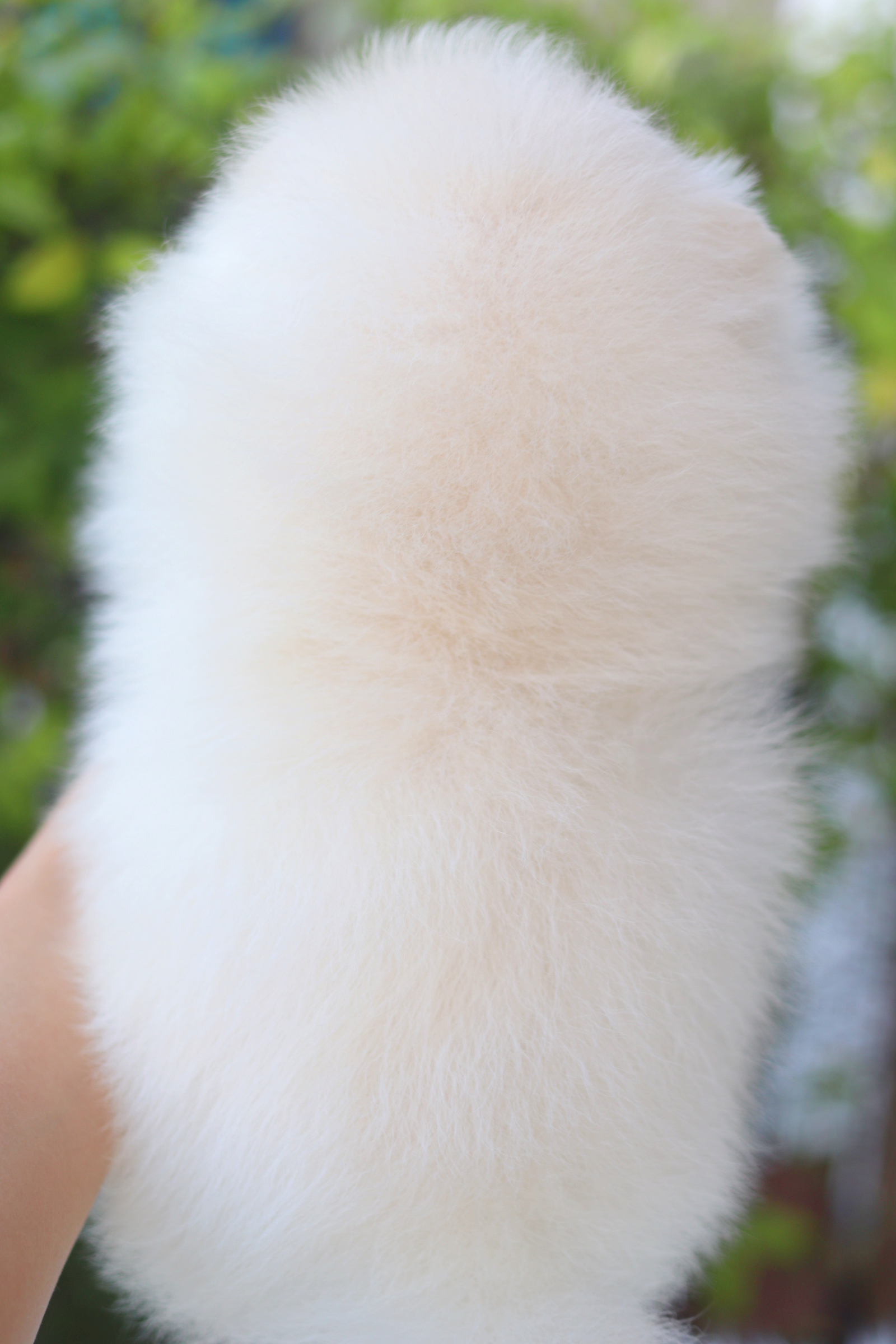 ปอมเมอเรเนียน เพศผู้สีขาวครีม