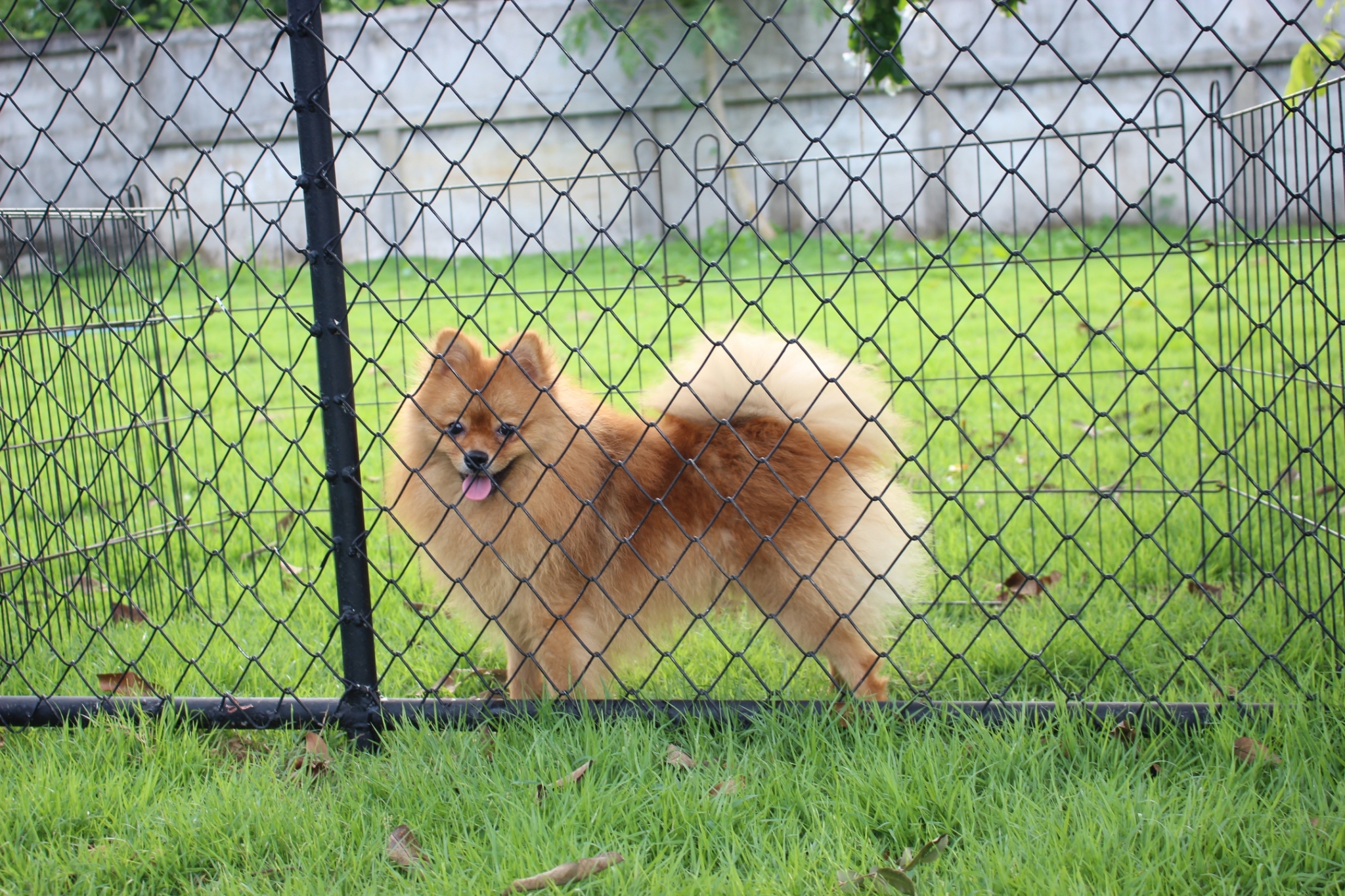 ปอมเมอเรเนียน เพศผู้สีส้ม อายุแปดเดือน