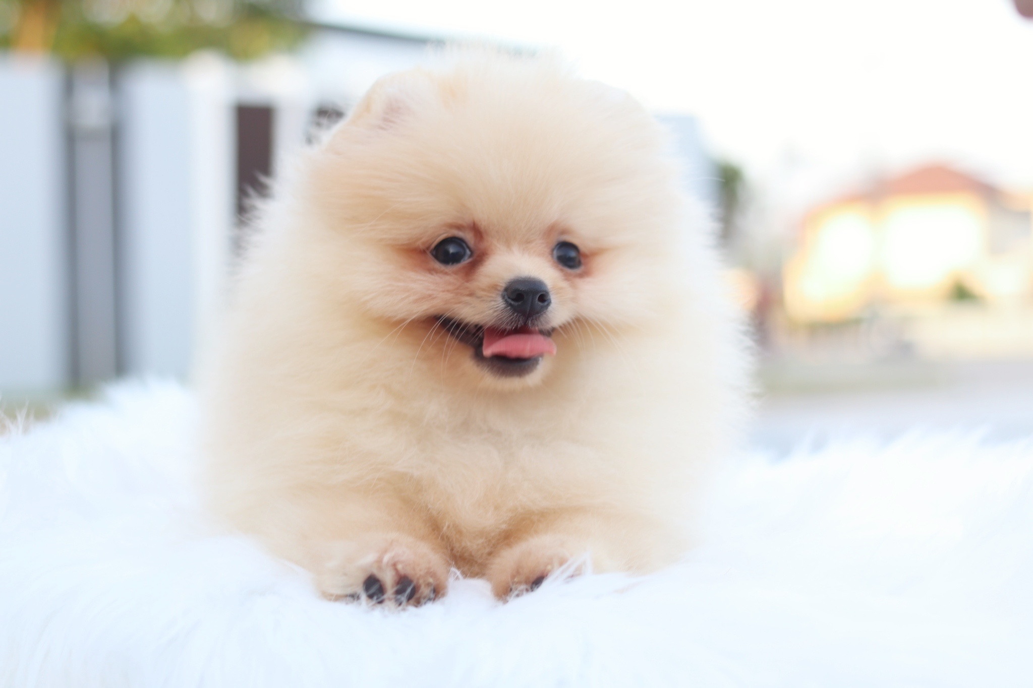 ปอมเมอเรเนียน เพศเมียสีครีม