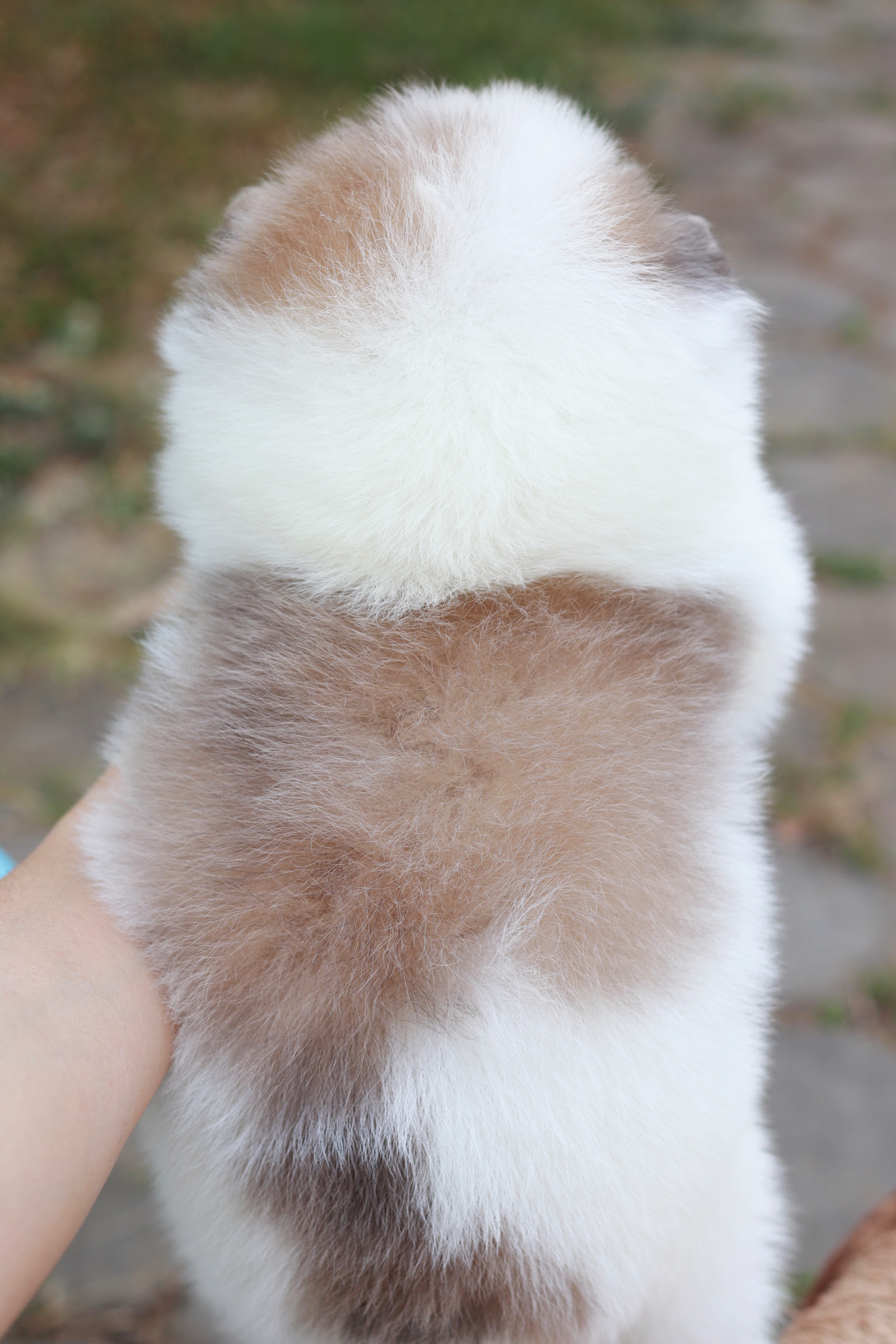 ปอมเมอเรเนียน เพศผู้